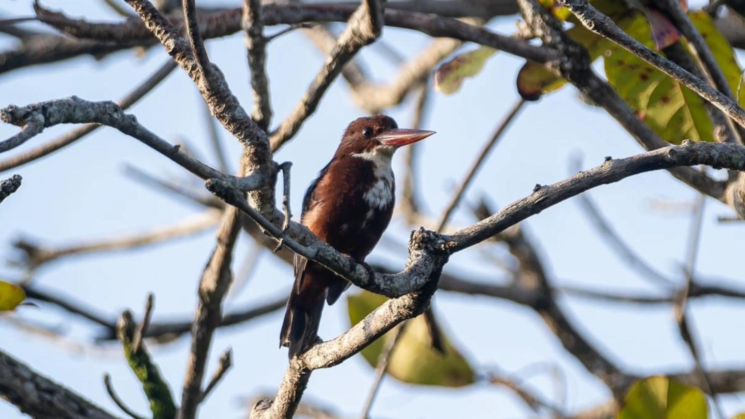 Day in Urban Galle Villa