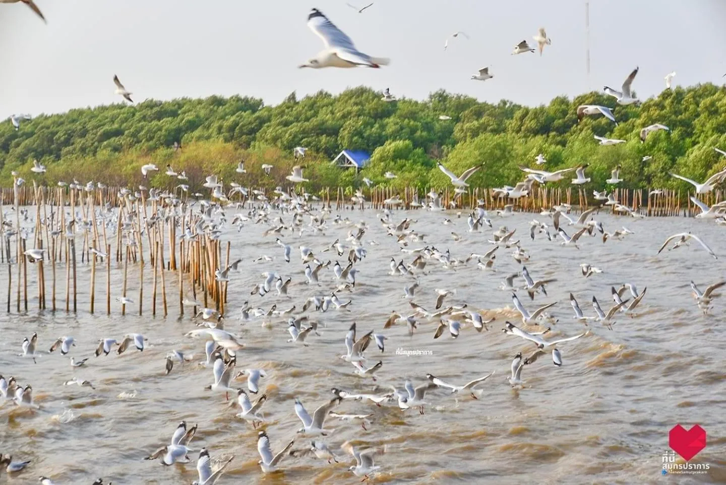 สถานตากอากาศบางปู สมุทปราการ Bang Pu Recreation Center Samut Prakan
