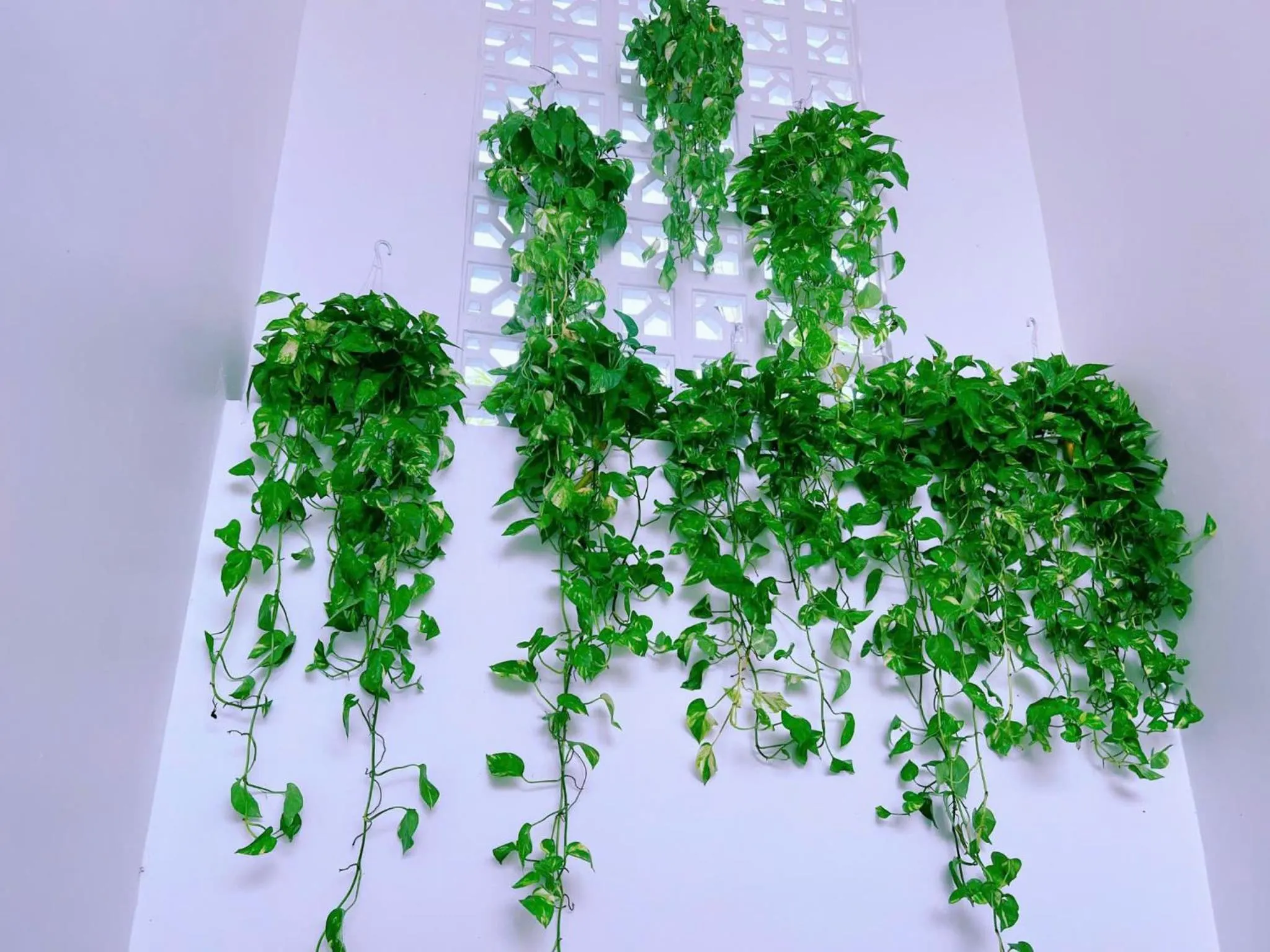 Decorative detail in Lagom Ninh Bình Homestay