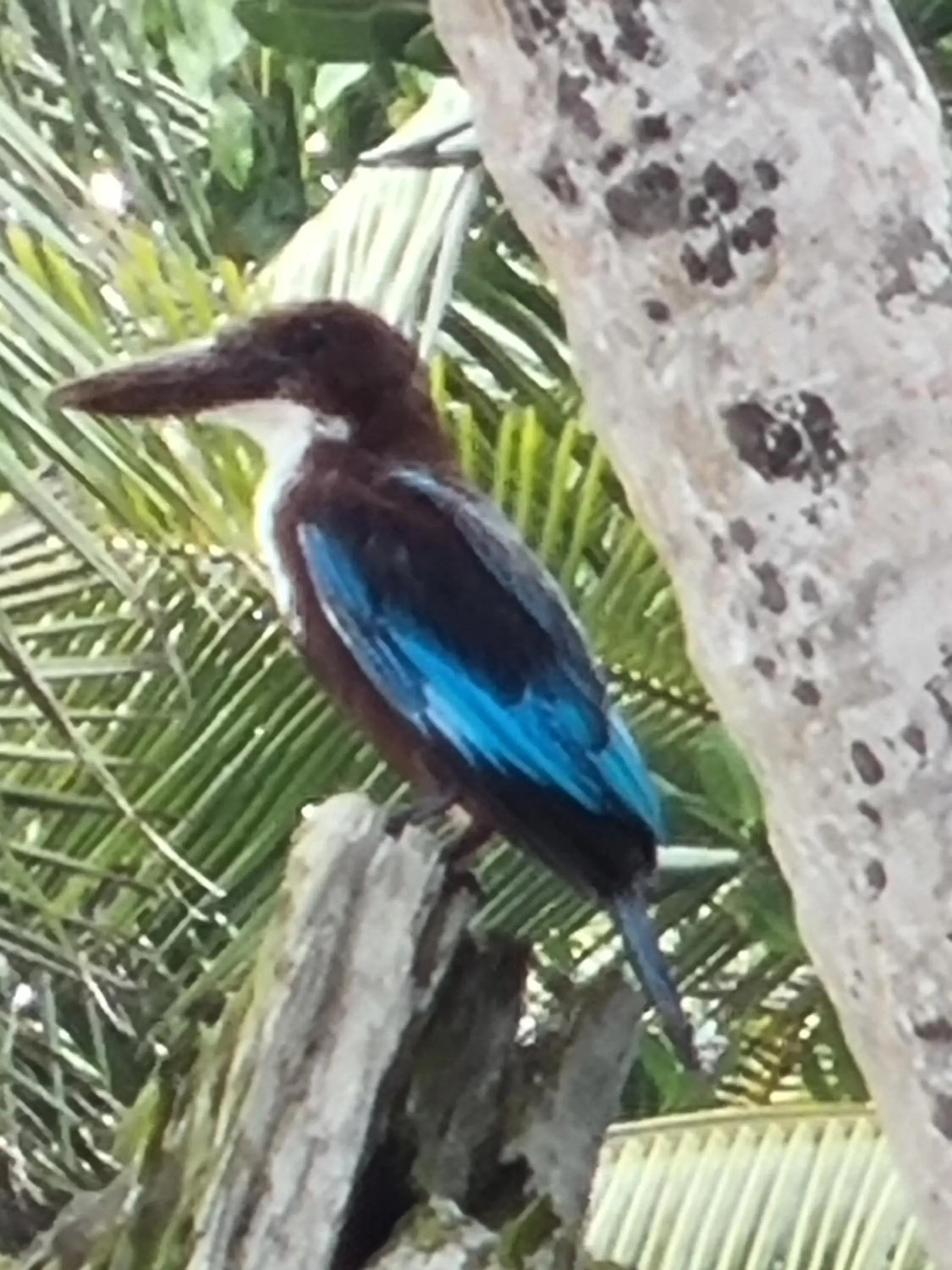 Rockside Cabanas Hotel