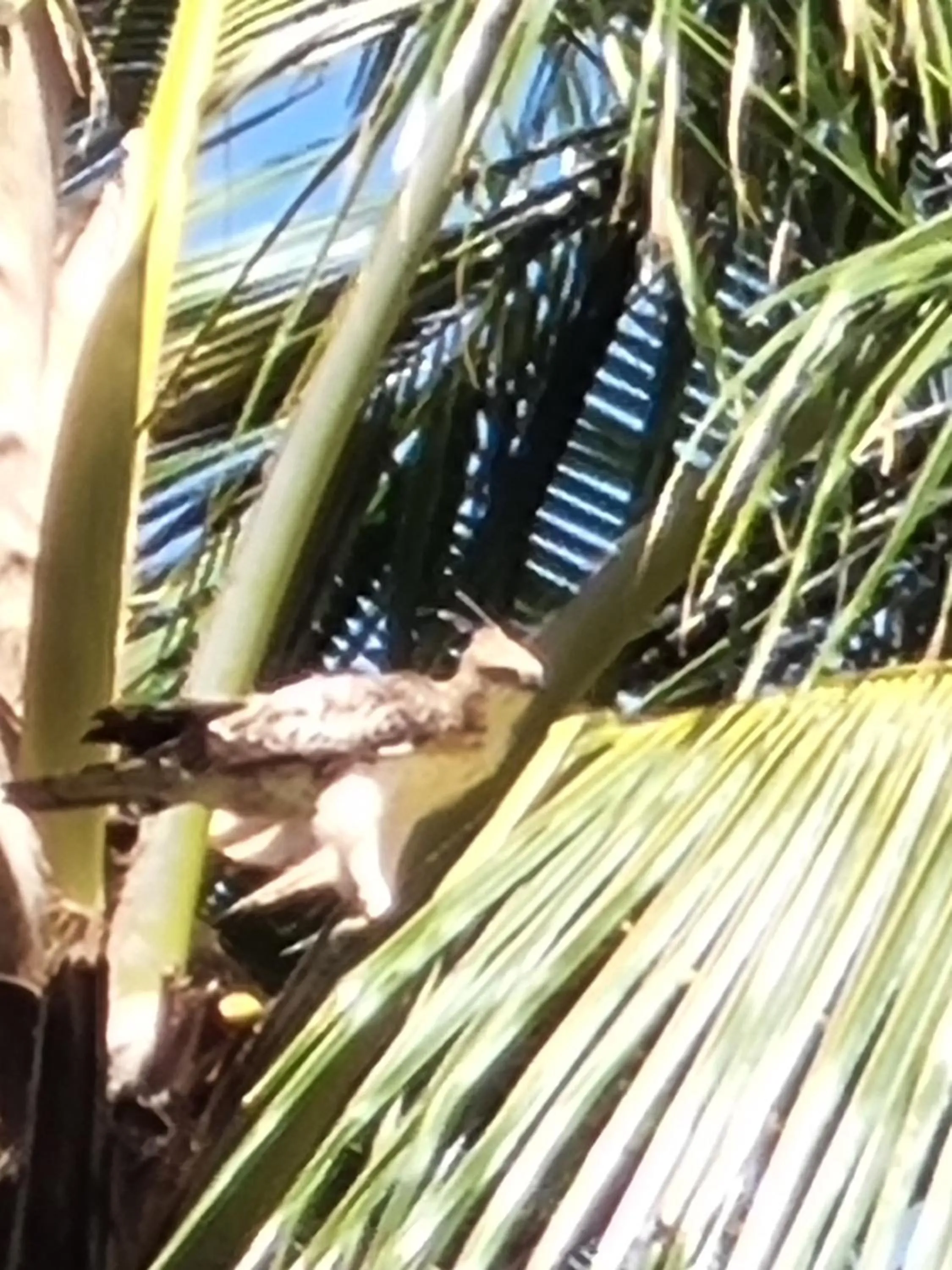 Rockside Cabanas Hotel