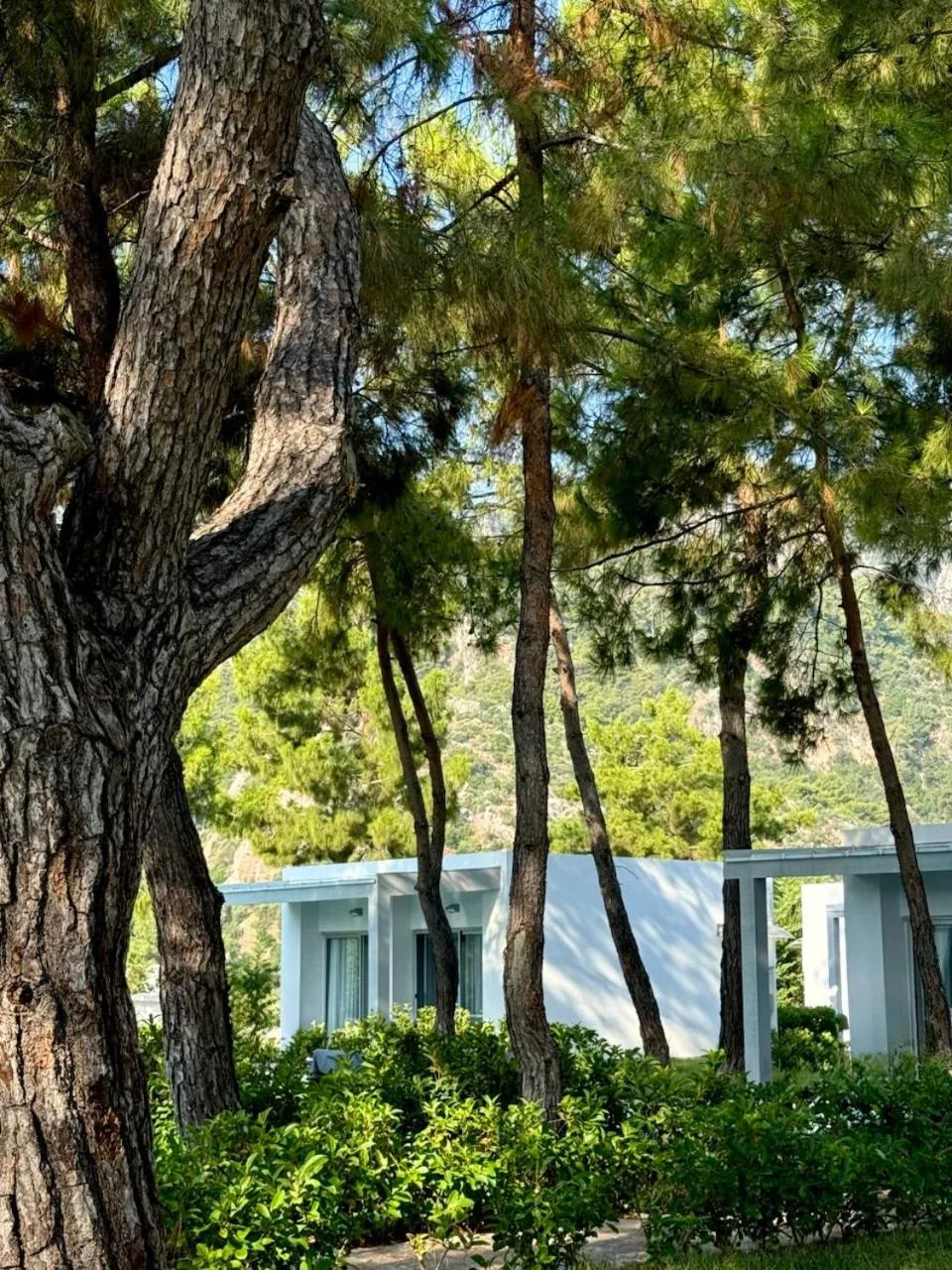 Garden in Z-Villas Beach Hotel
