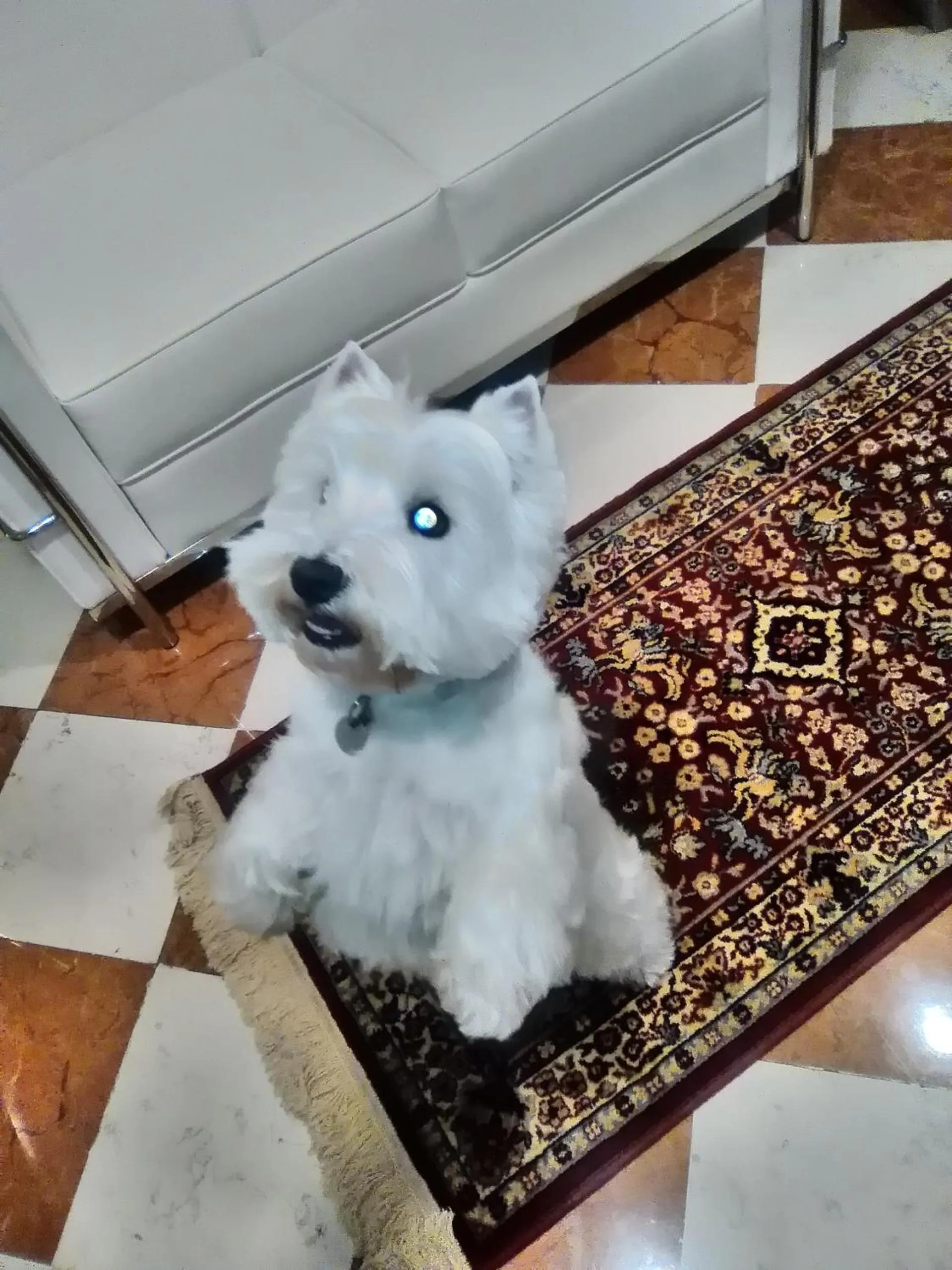 Animals in Hotel Fontana Verona