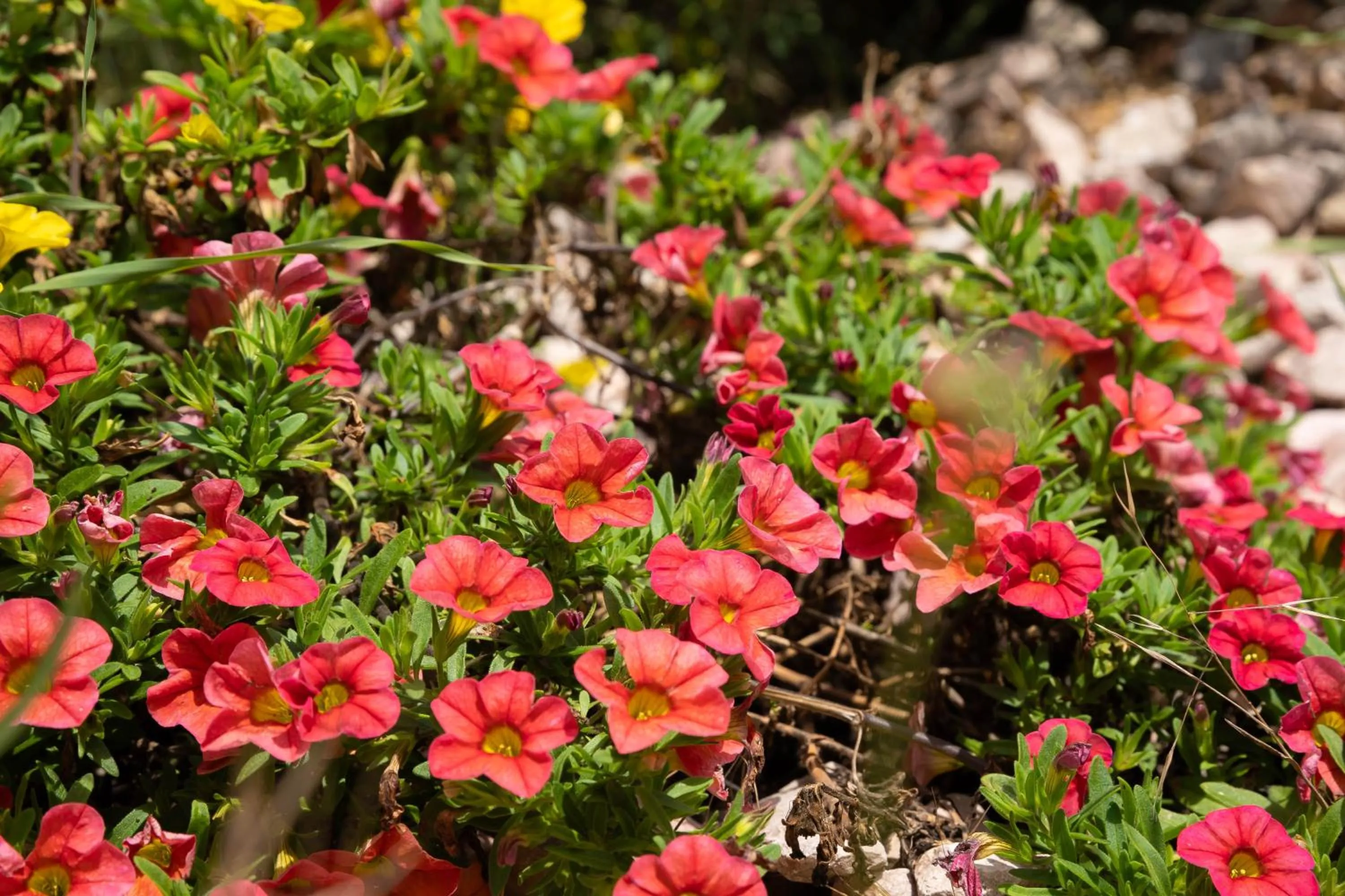 Decorative detail in HOTEL POSADA LaS RETAJAS
