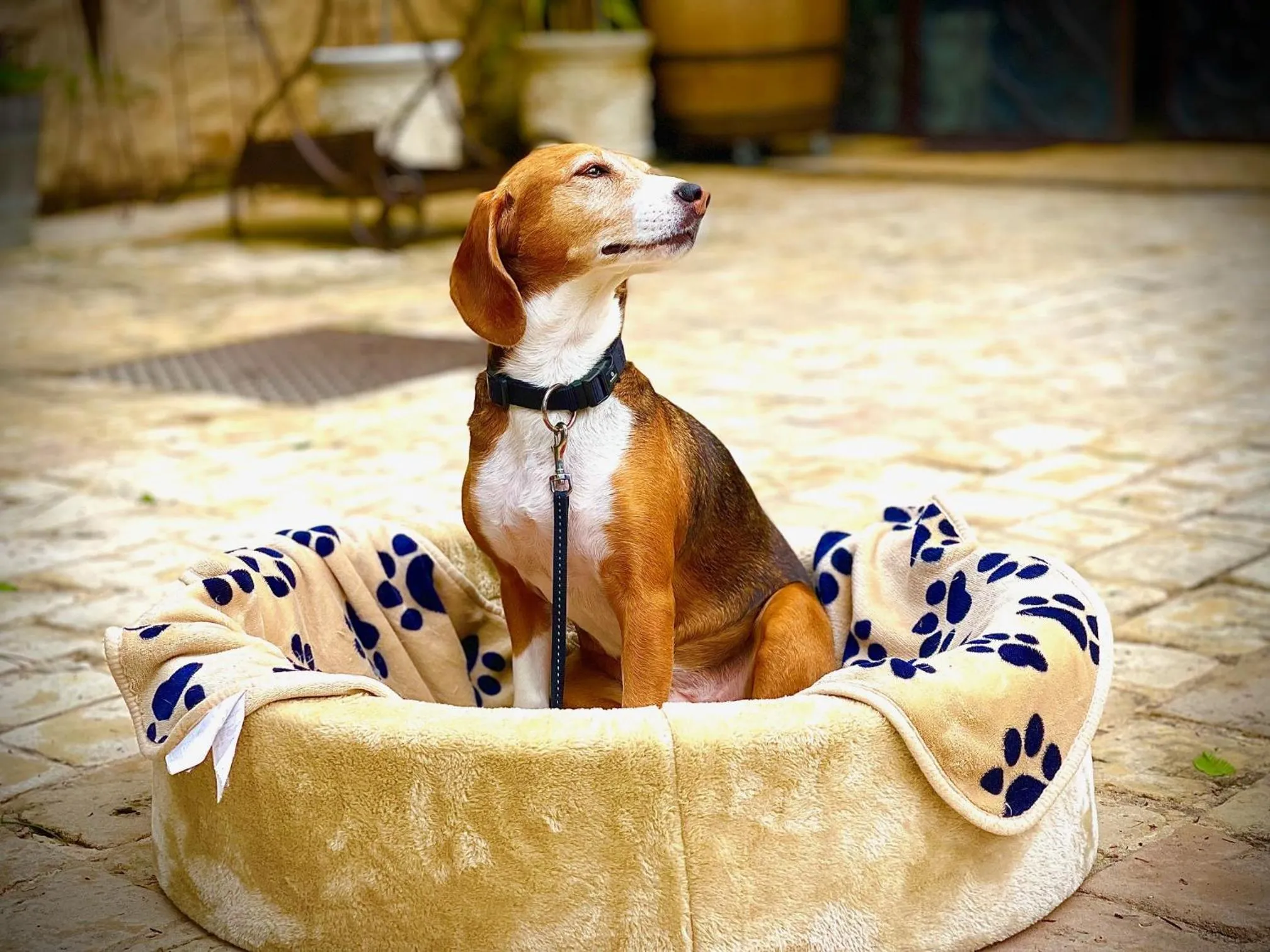 Balcony/Terrace in Le Clos Des Anges