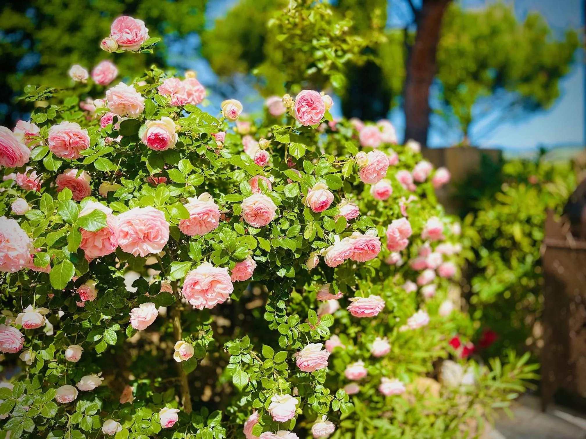 Garden in Le Clos Des Anges