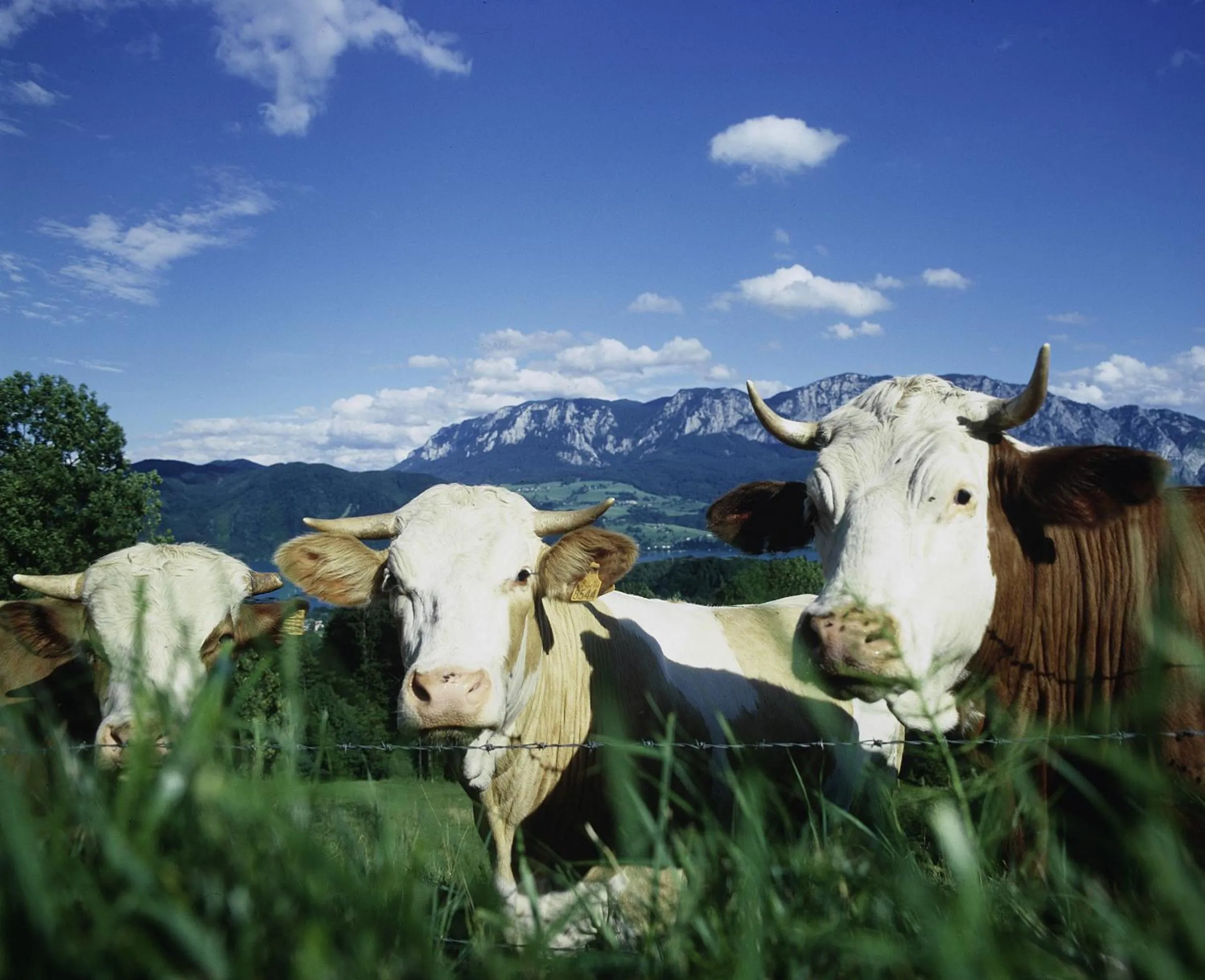 Area and facilities in Landhotel Waldmühle