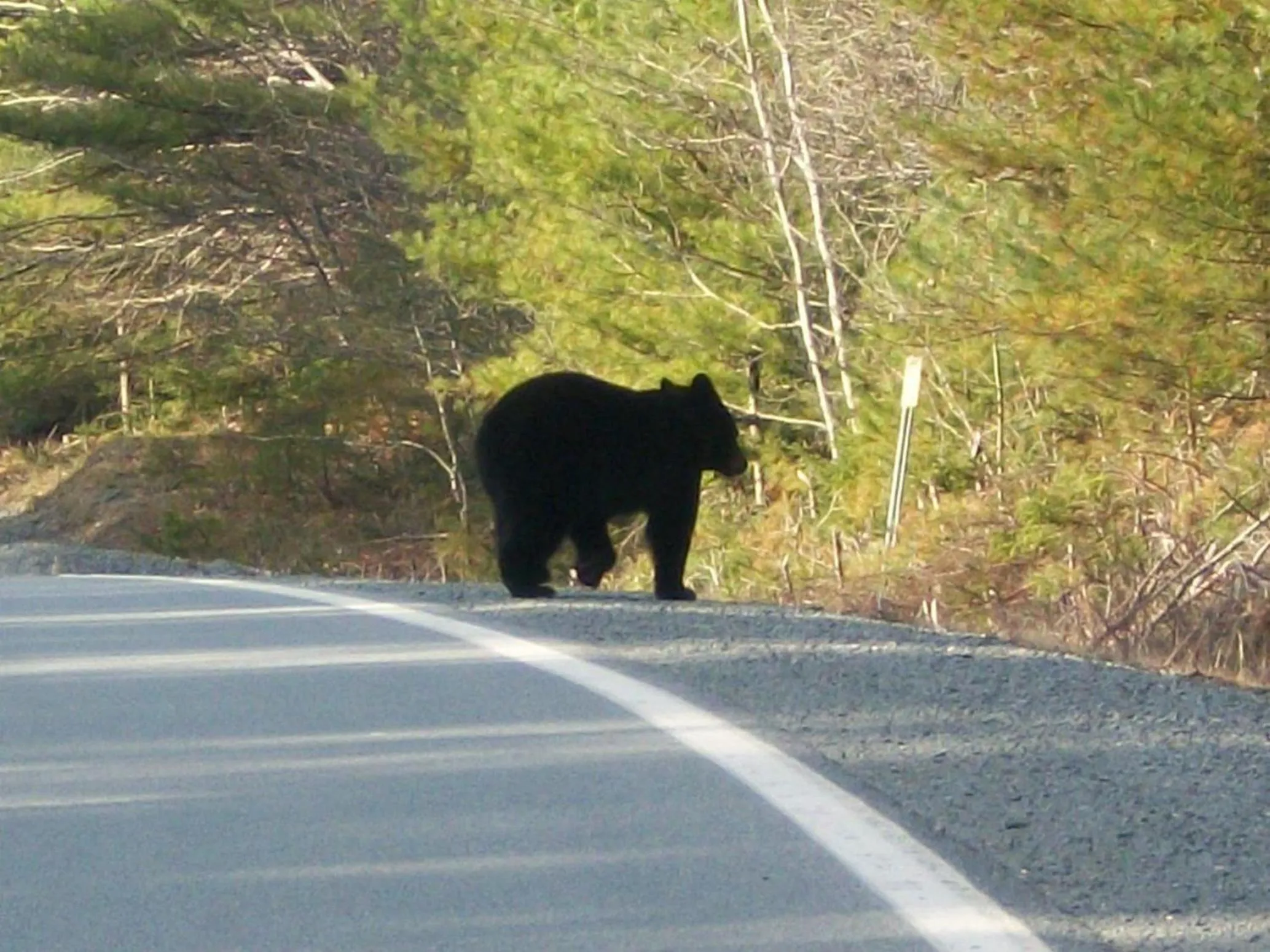 Animals in B&B Art of Germany
