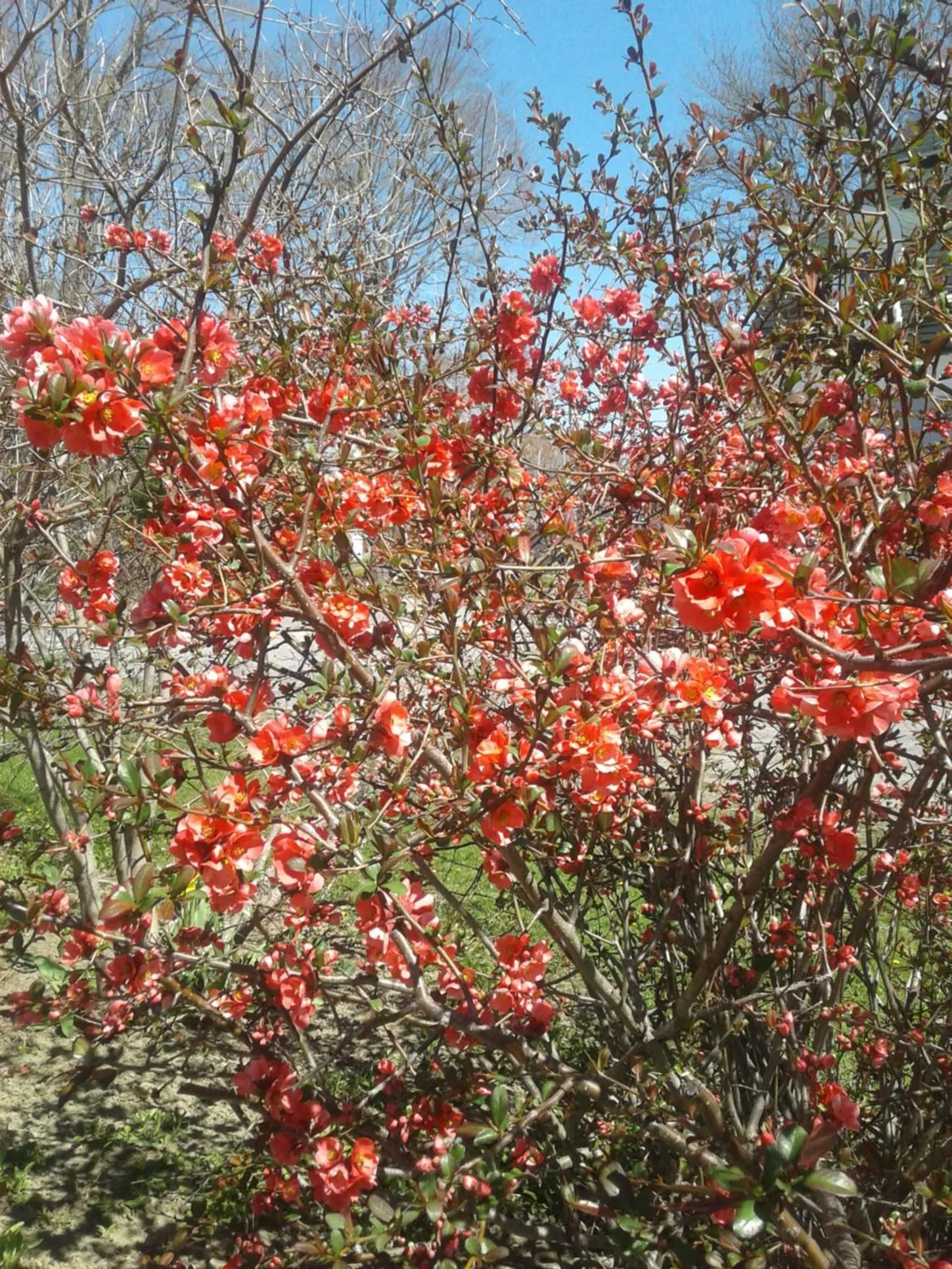 Garden in B&B Art of Germany
