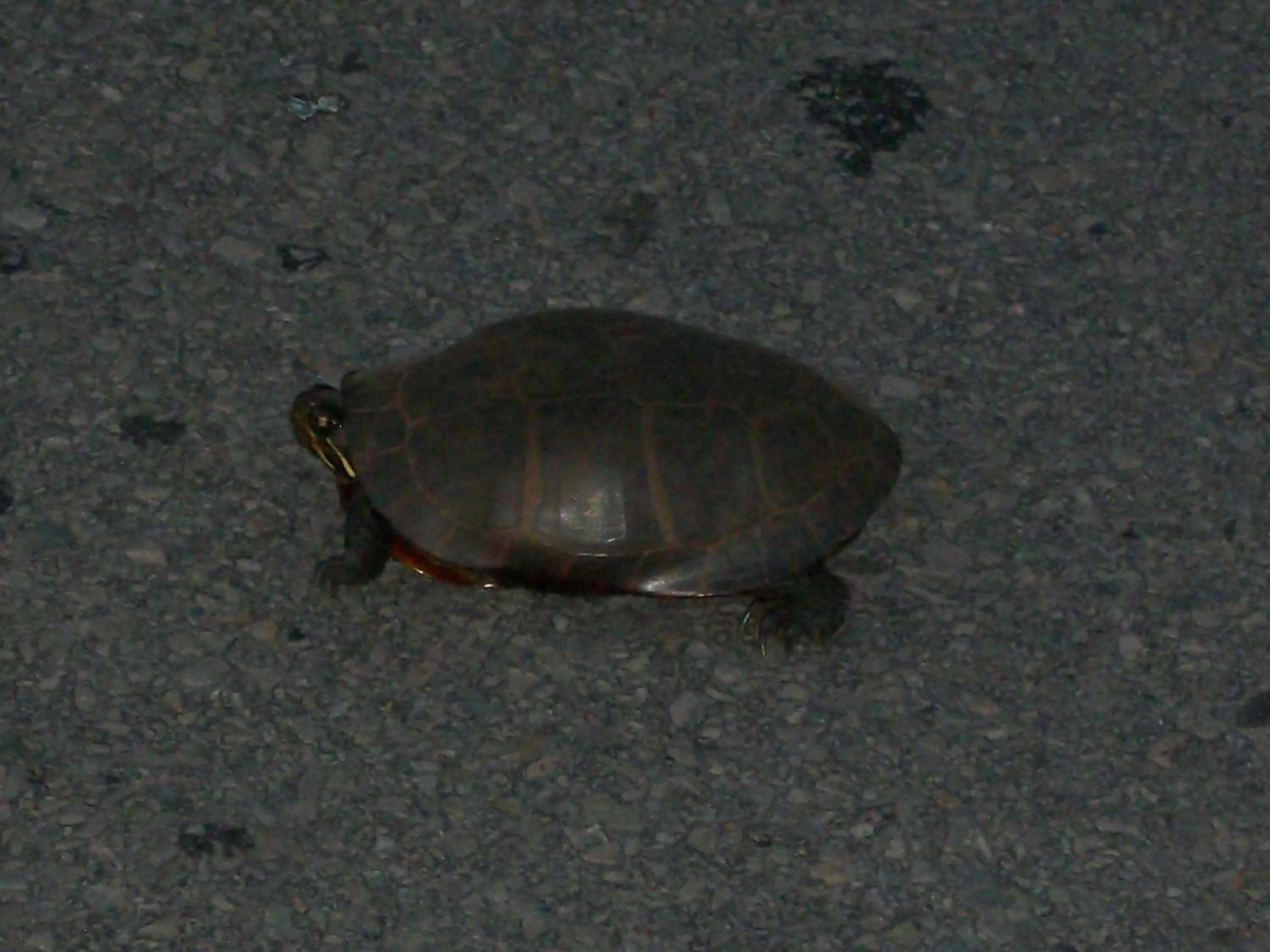 Animals in B&B Art of Germany