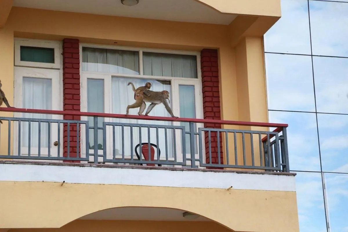 View (from property/room) in New Serkong House