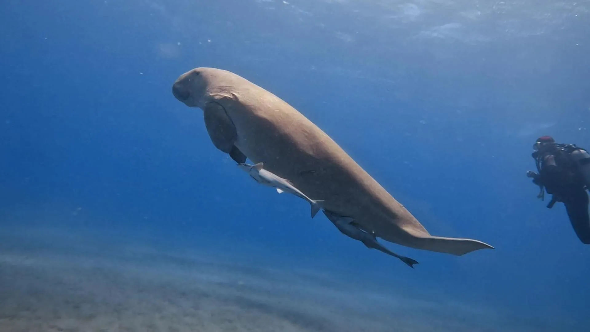 Snorkeling in Star House Hotel