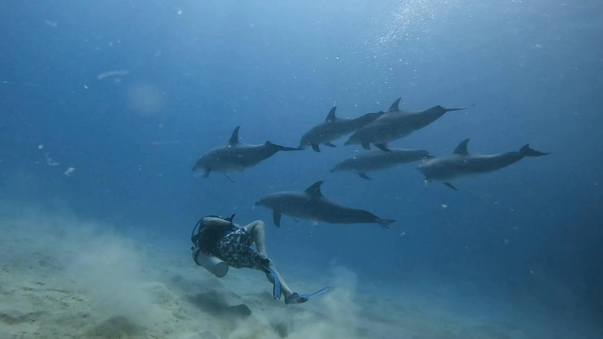 Diving in Star House Hotel