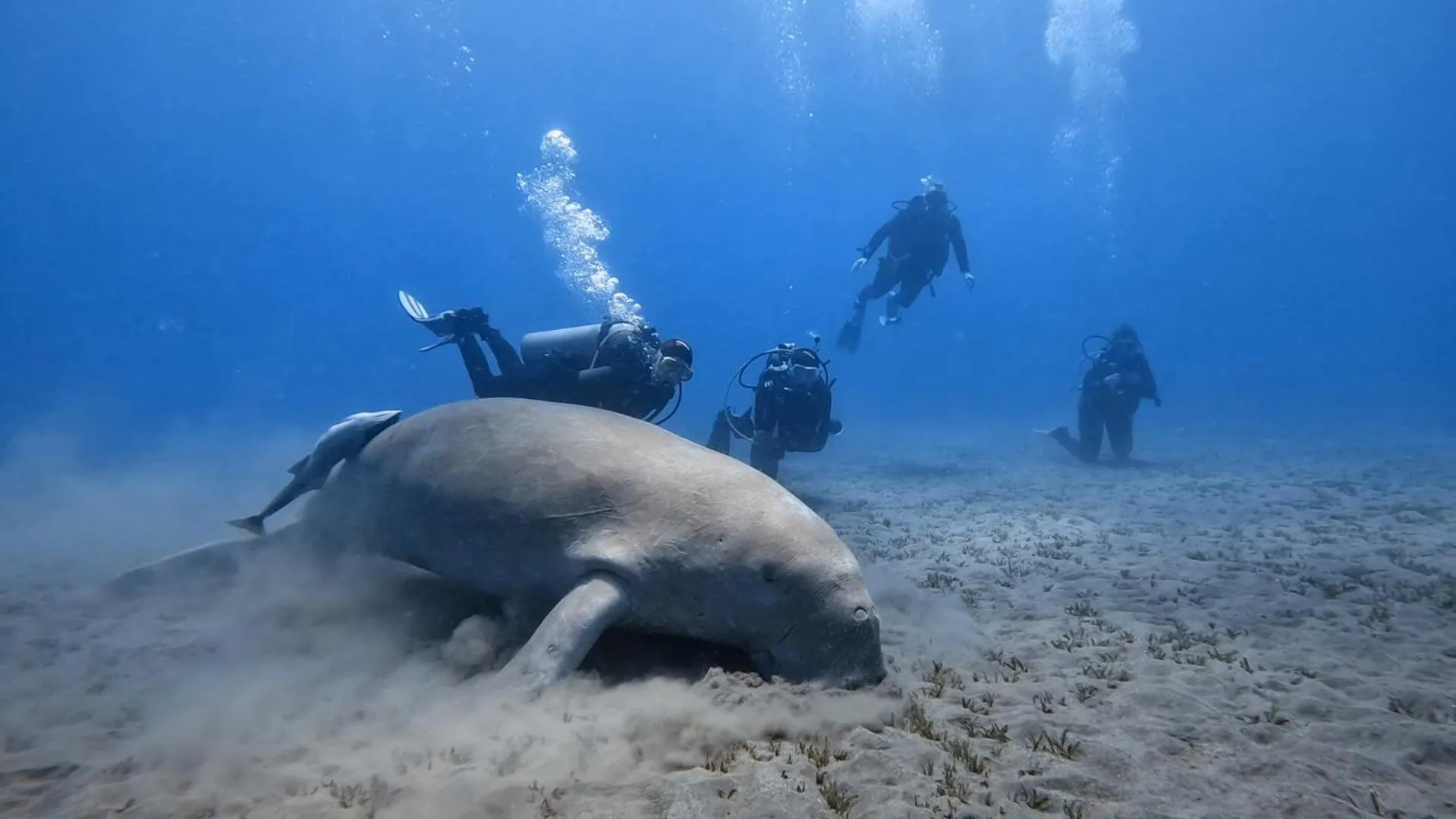 Diving in Star House Hotel