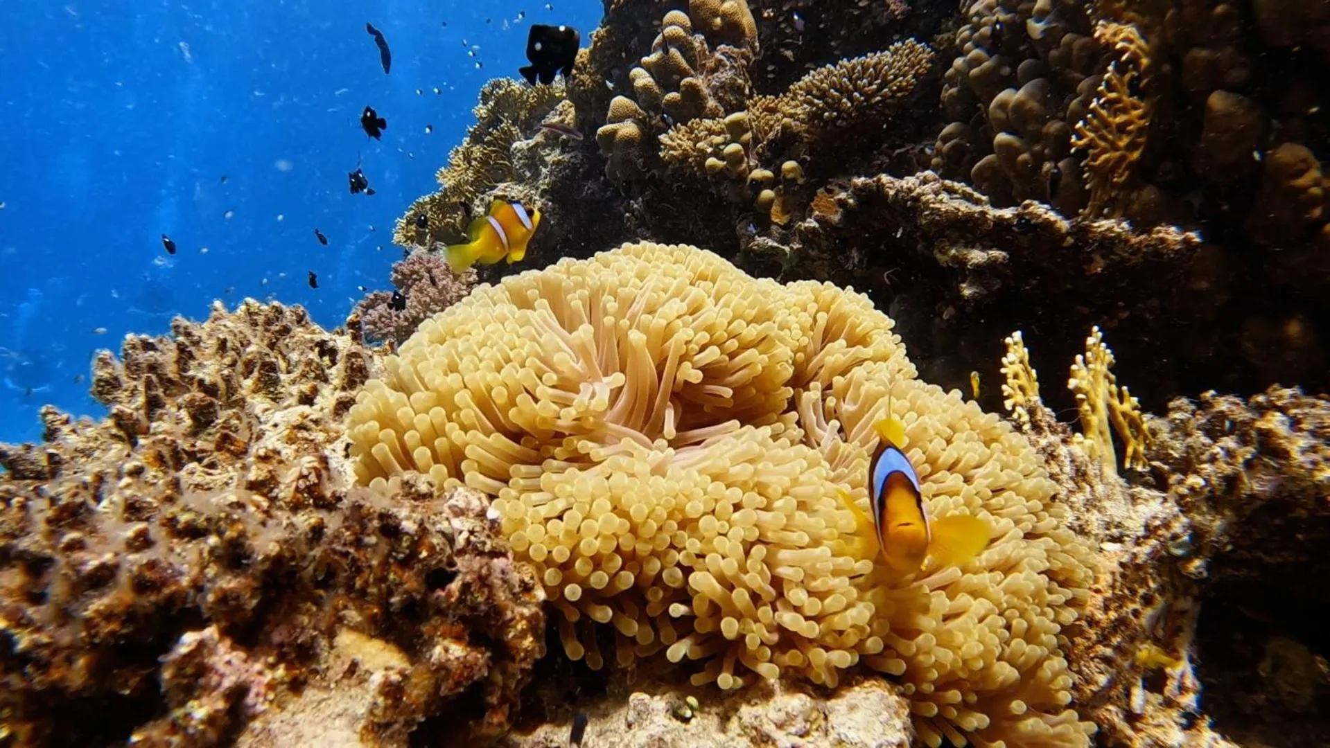 Diving in Star House Hotel