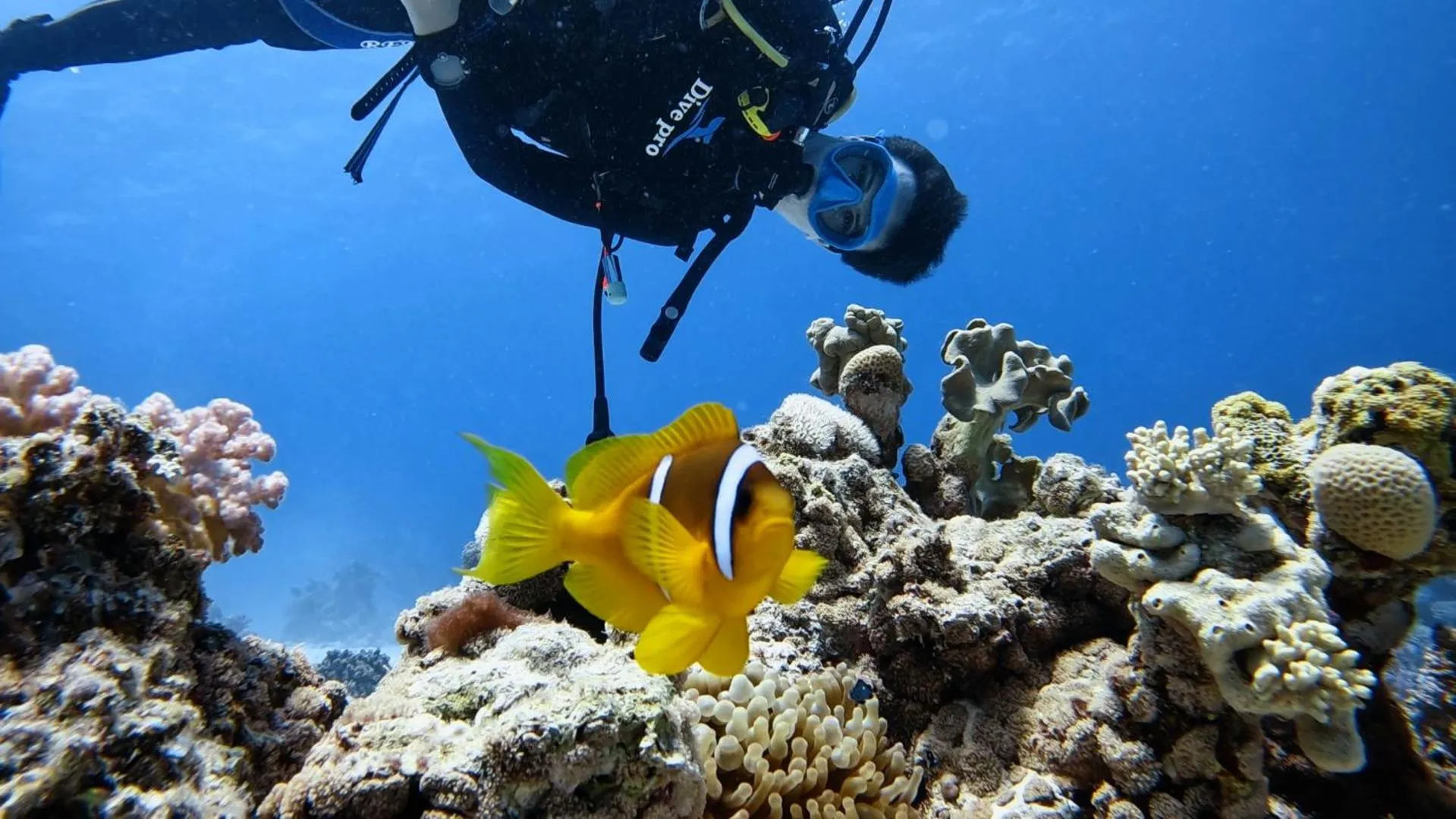 Diving in Star House Hotel