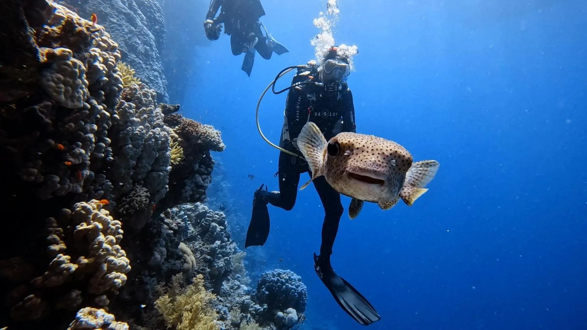 Diving in Star House Hotel