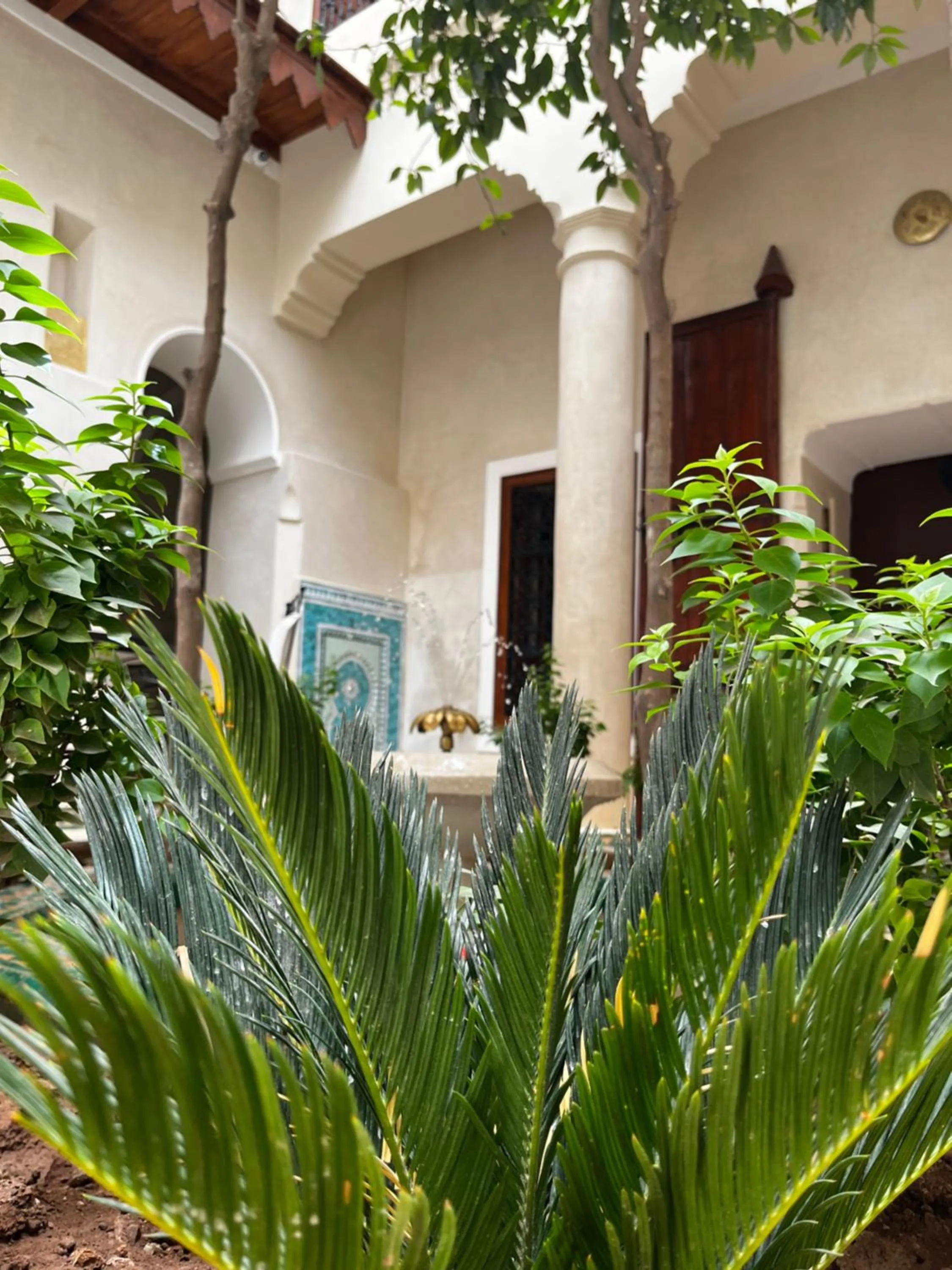 Garden in Riad Dar Zaouia