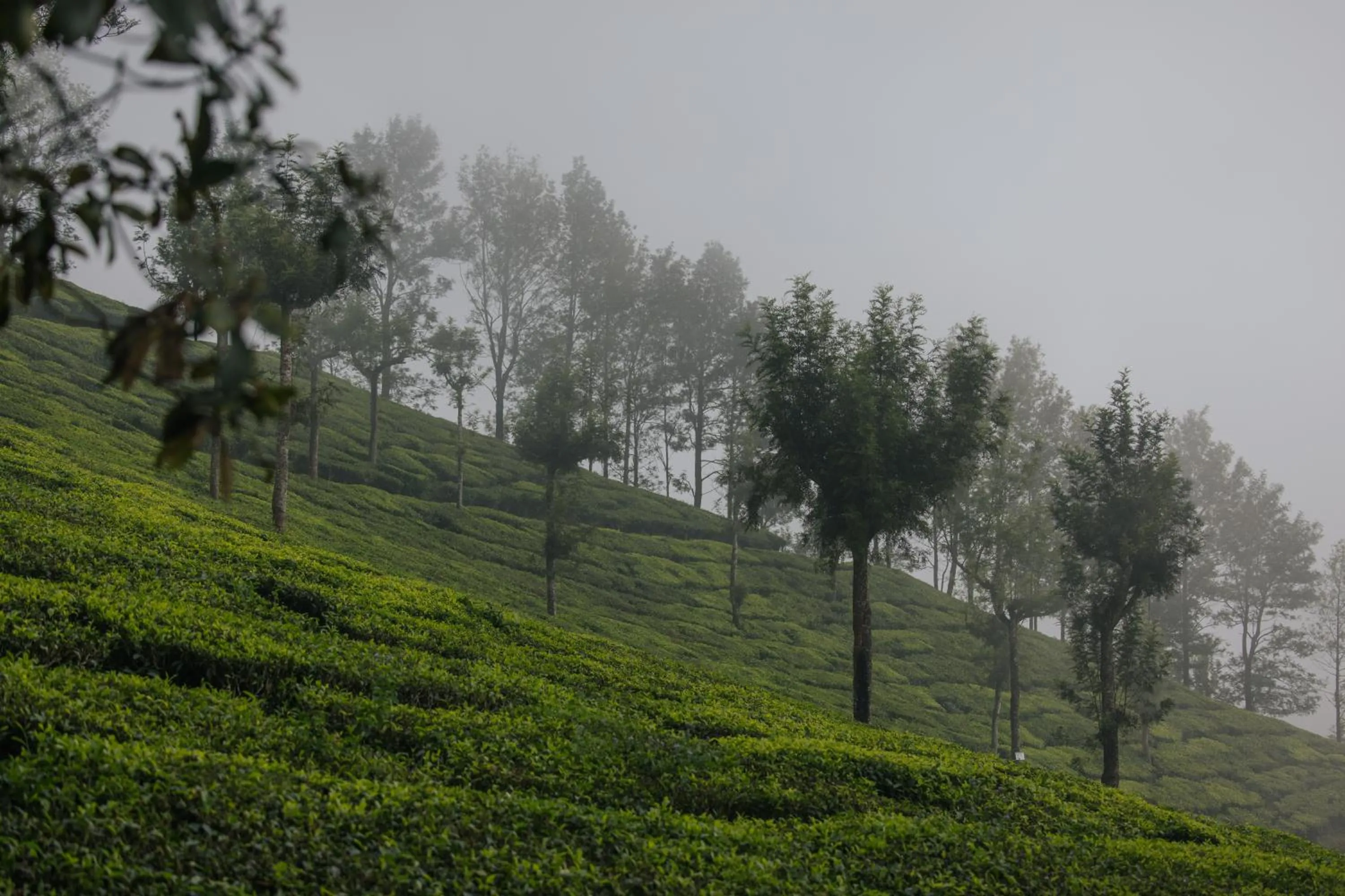 Day in Misty Courtyard Resort