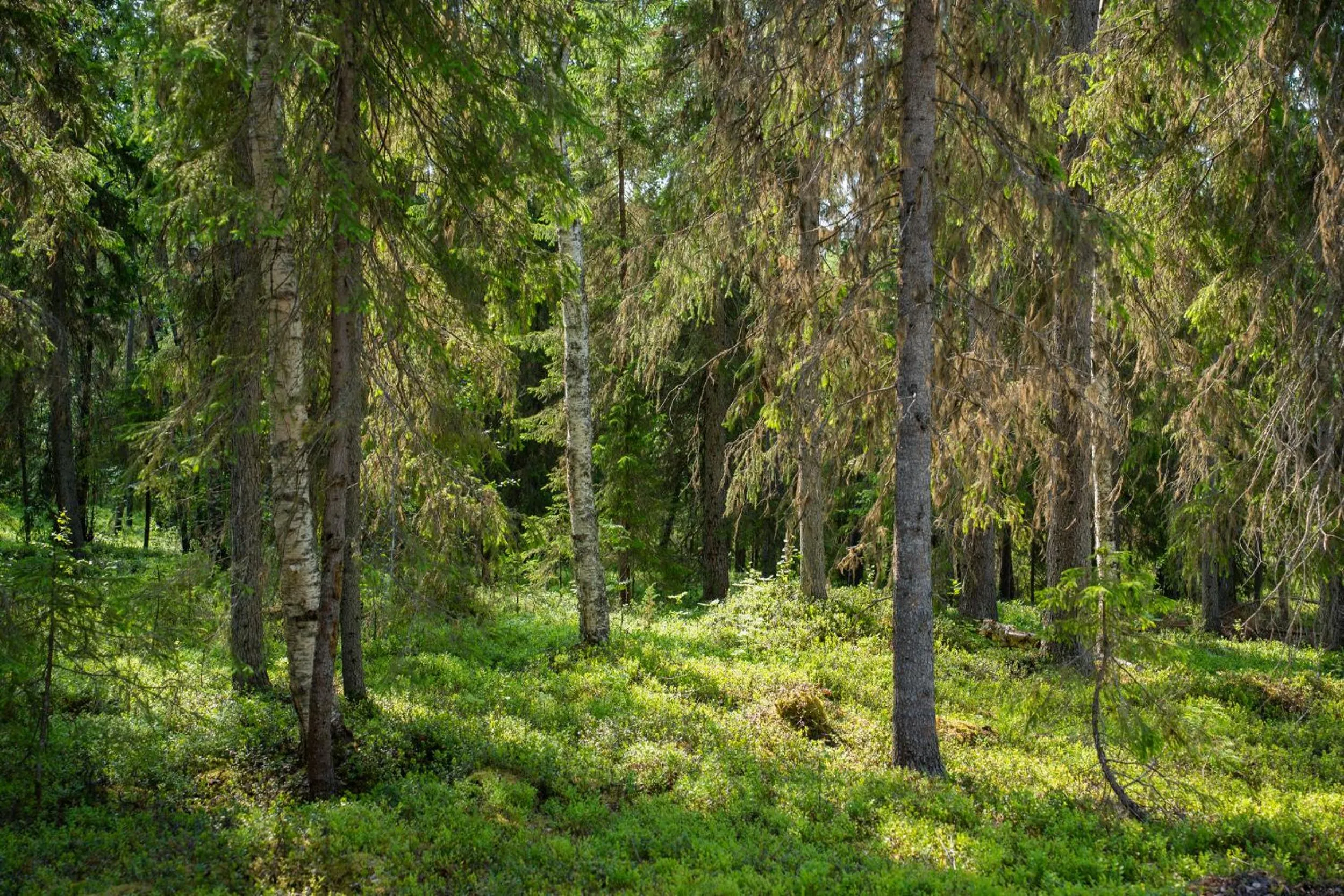 Natural landscape in Nova Galaxy Village