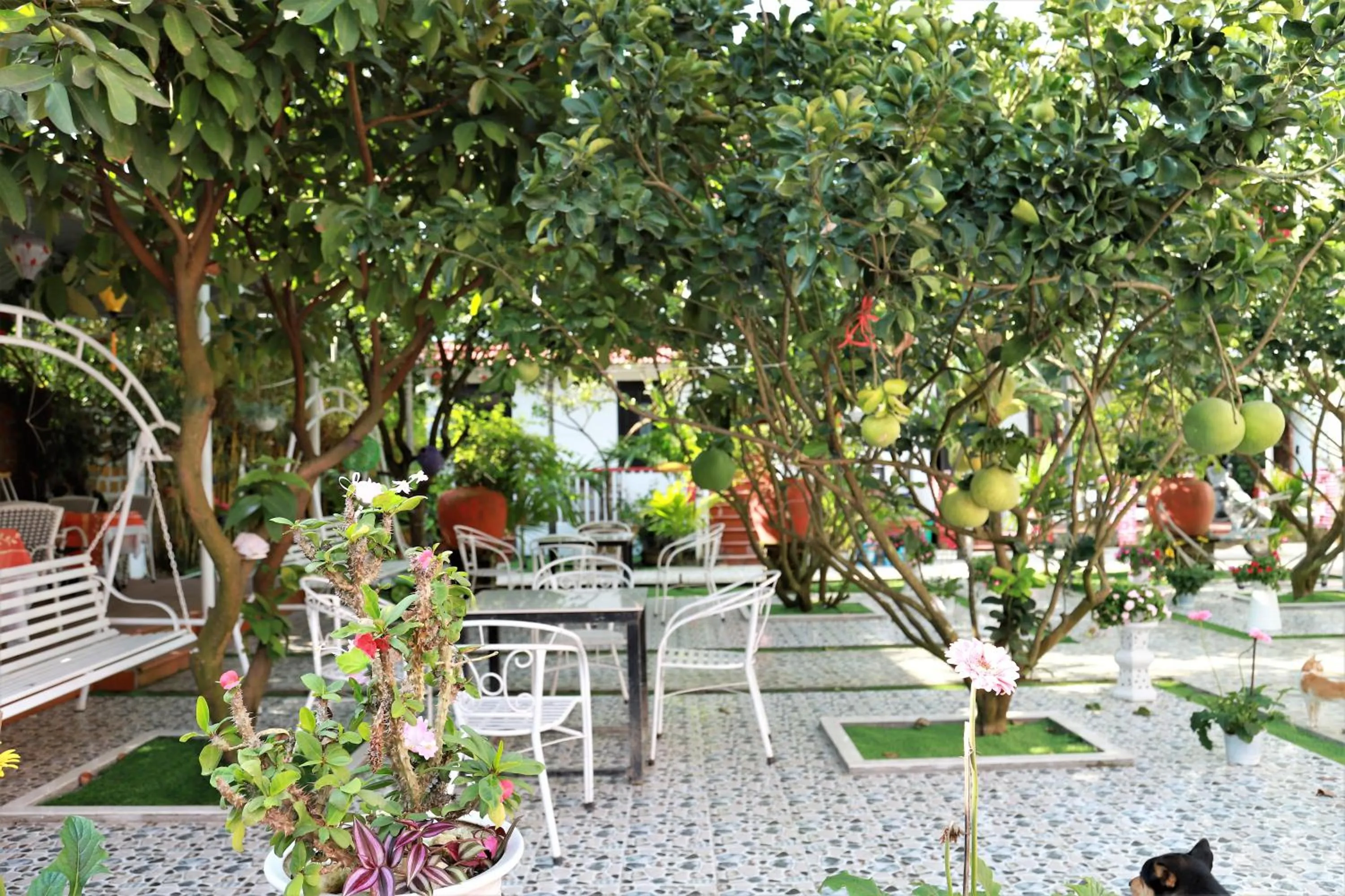 Patio in Red House Homestay - Villa