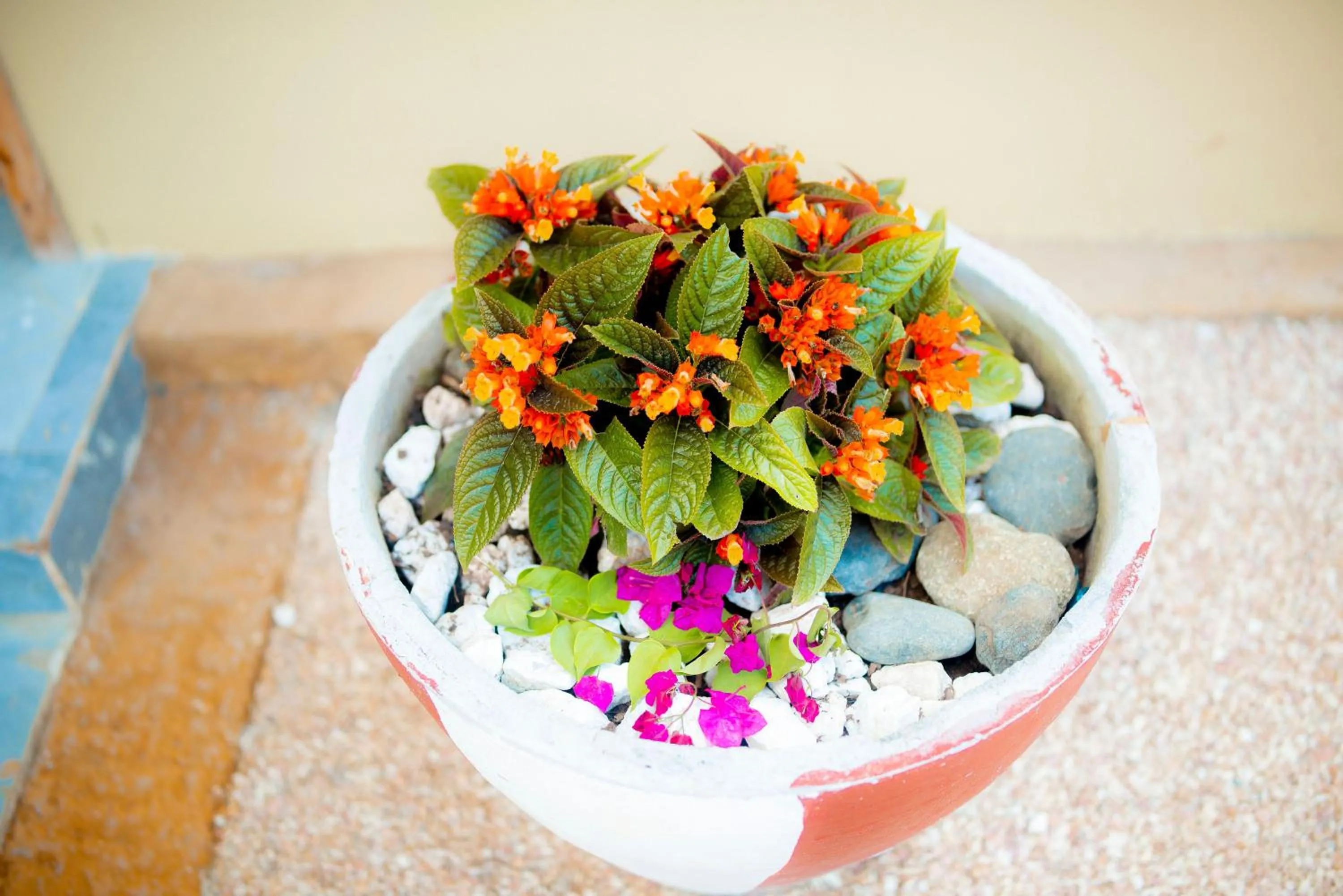 Restaurant/places to eat in Palm Cultural Village