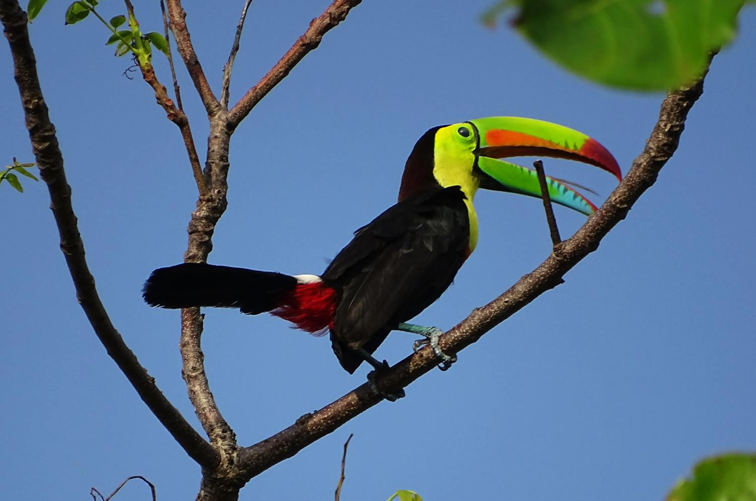 Animals in Punta Duarte Garden Inn