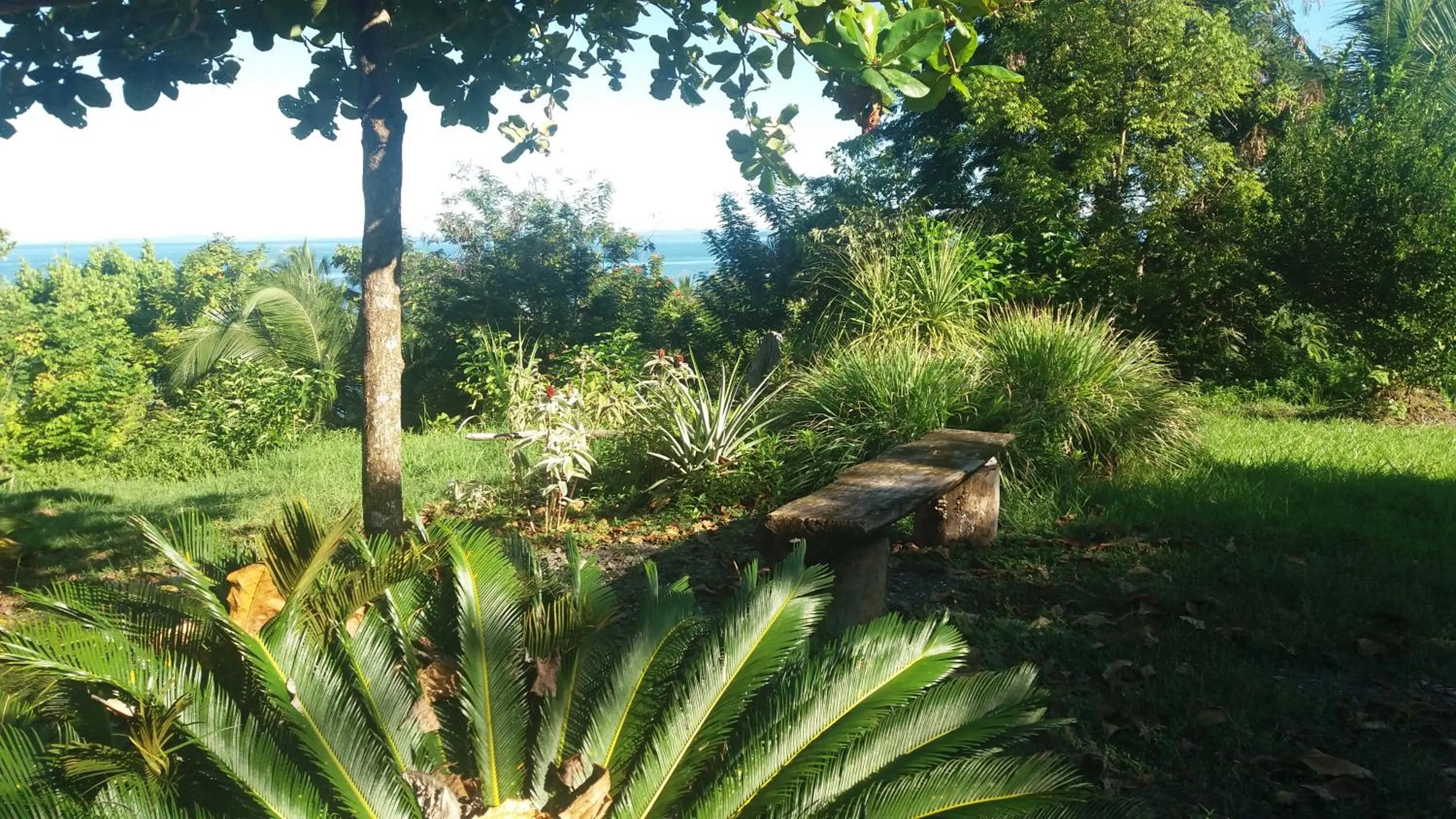 Garden in Punta Duarte Garden Inn