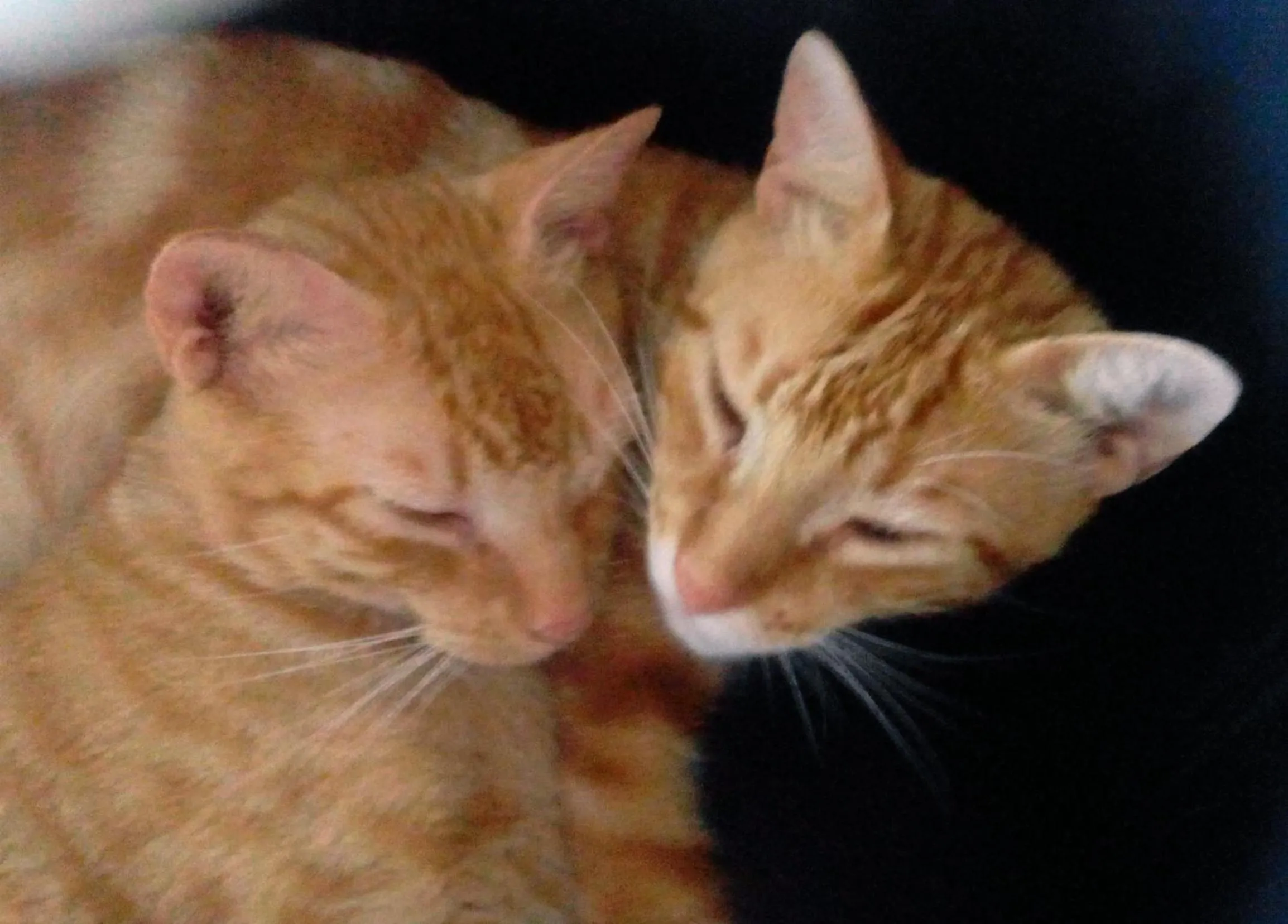 Pets in Punta Duarte Garden Inn