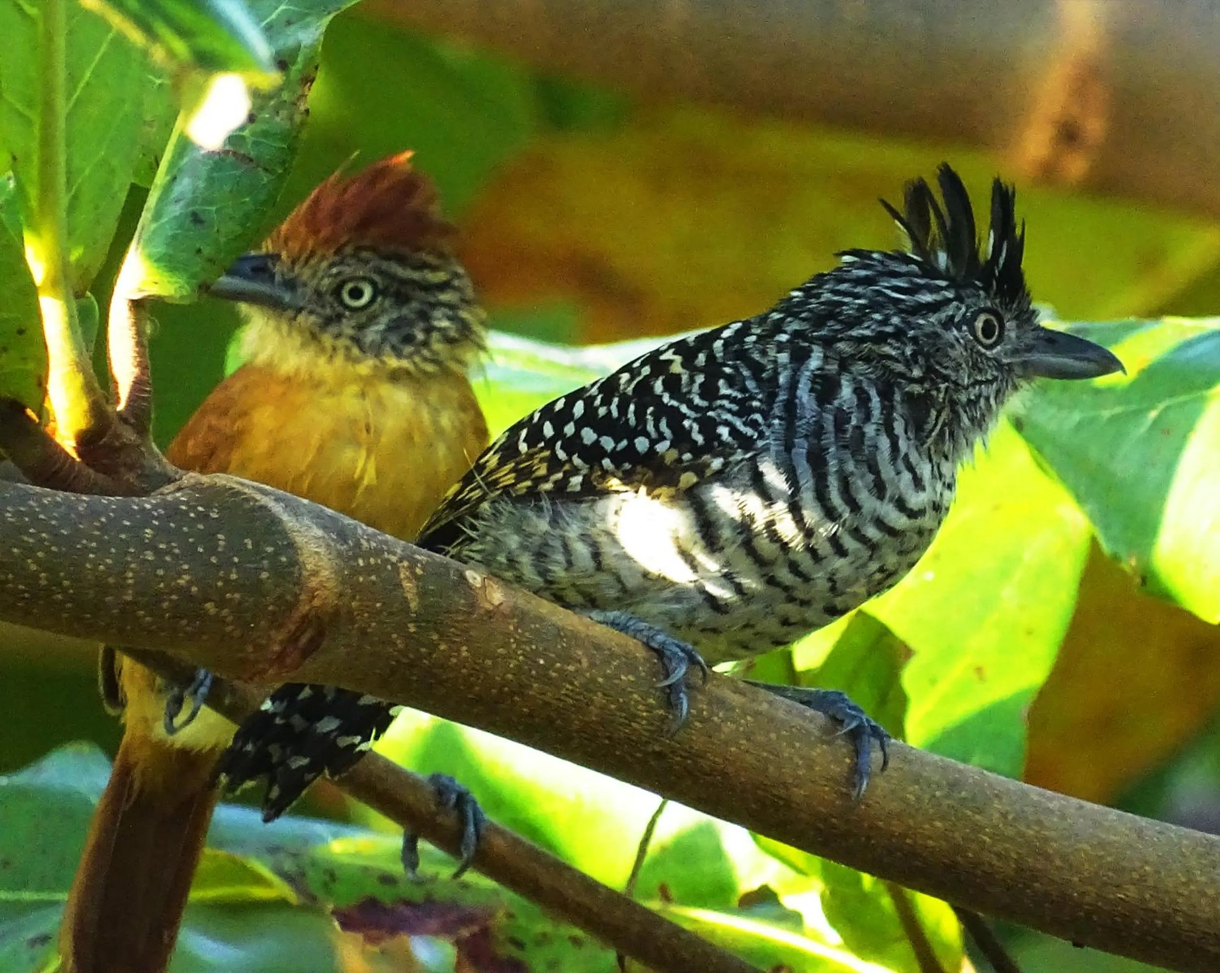 Animals in Punta Duarte Garden Inn