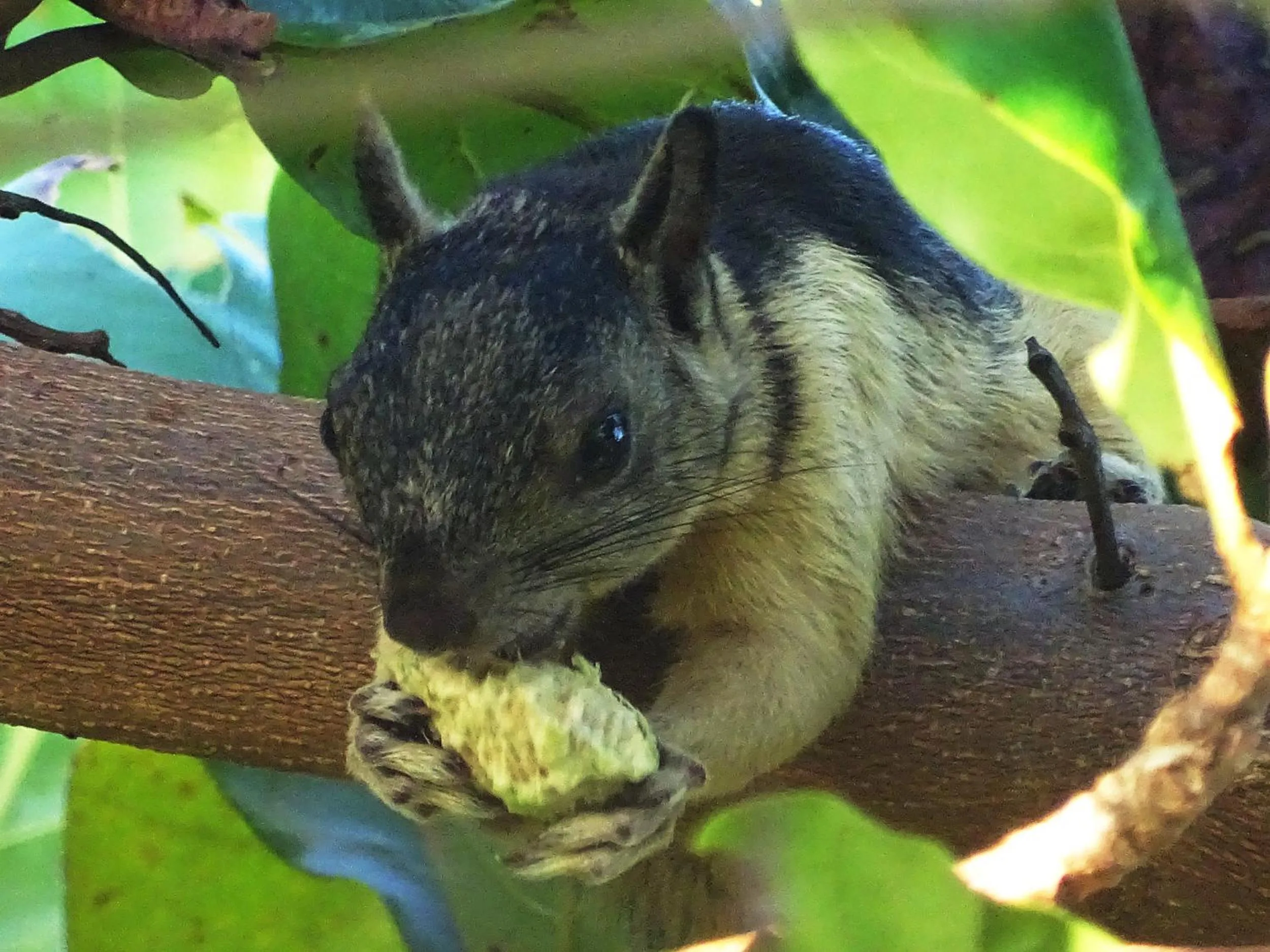 Animals in Punta Duarte Garden Inn