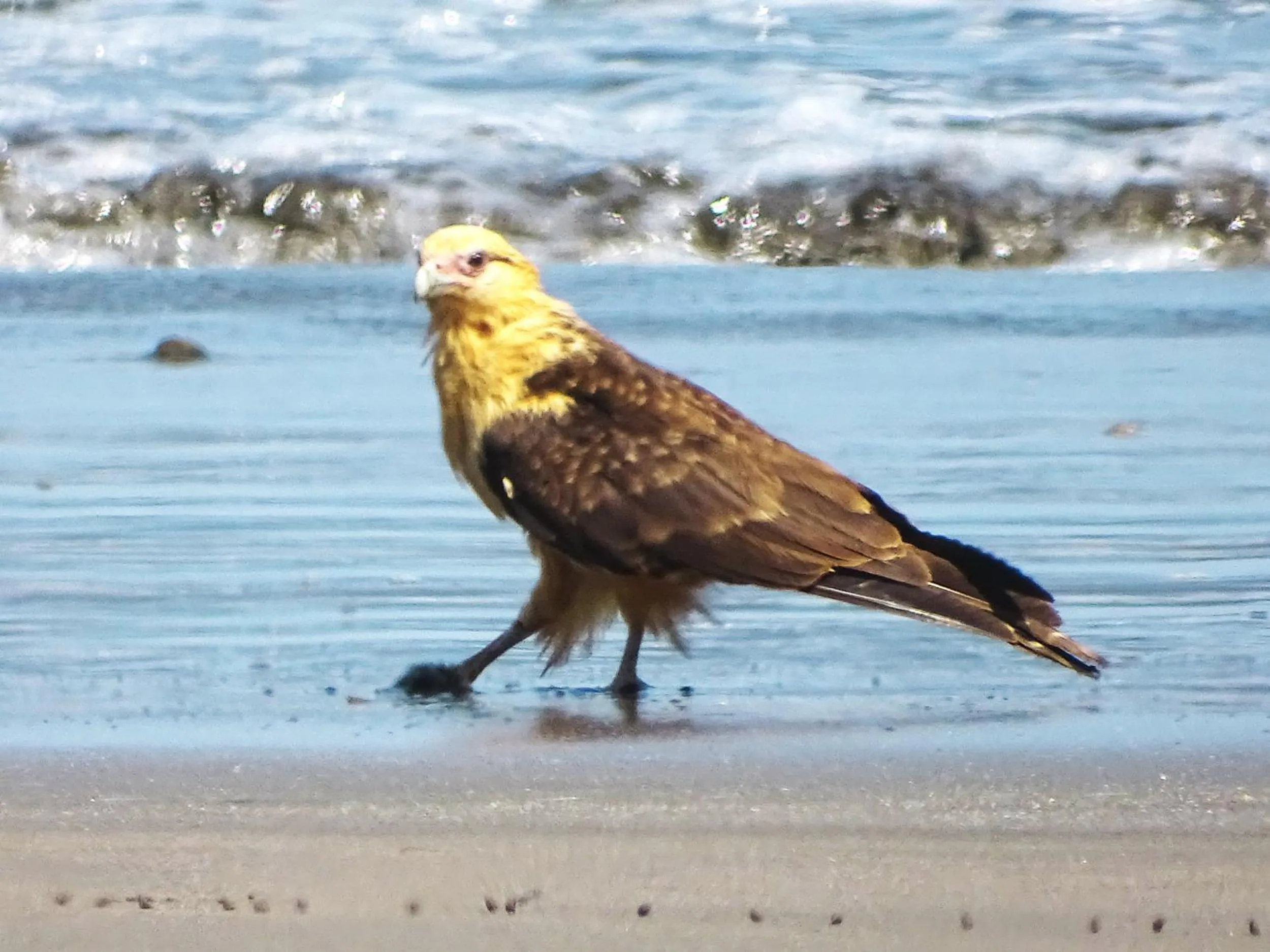 Beach in Punta Duarte Garden Inn