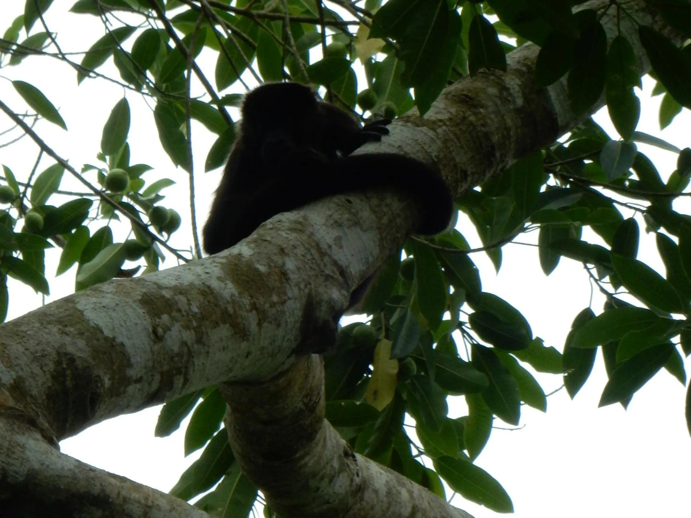 Animals in Punta Duarte Garden Inn