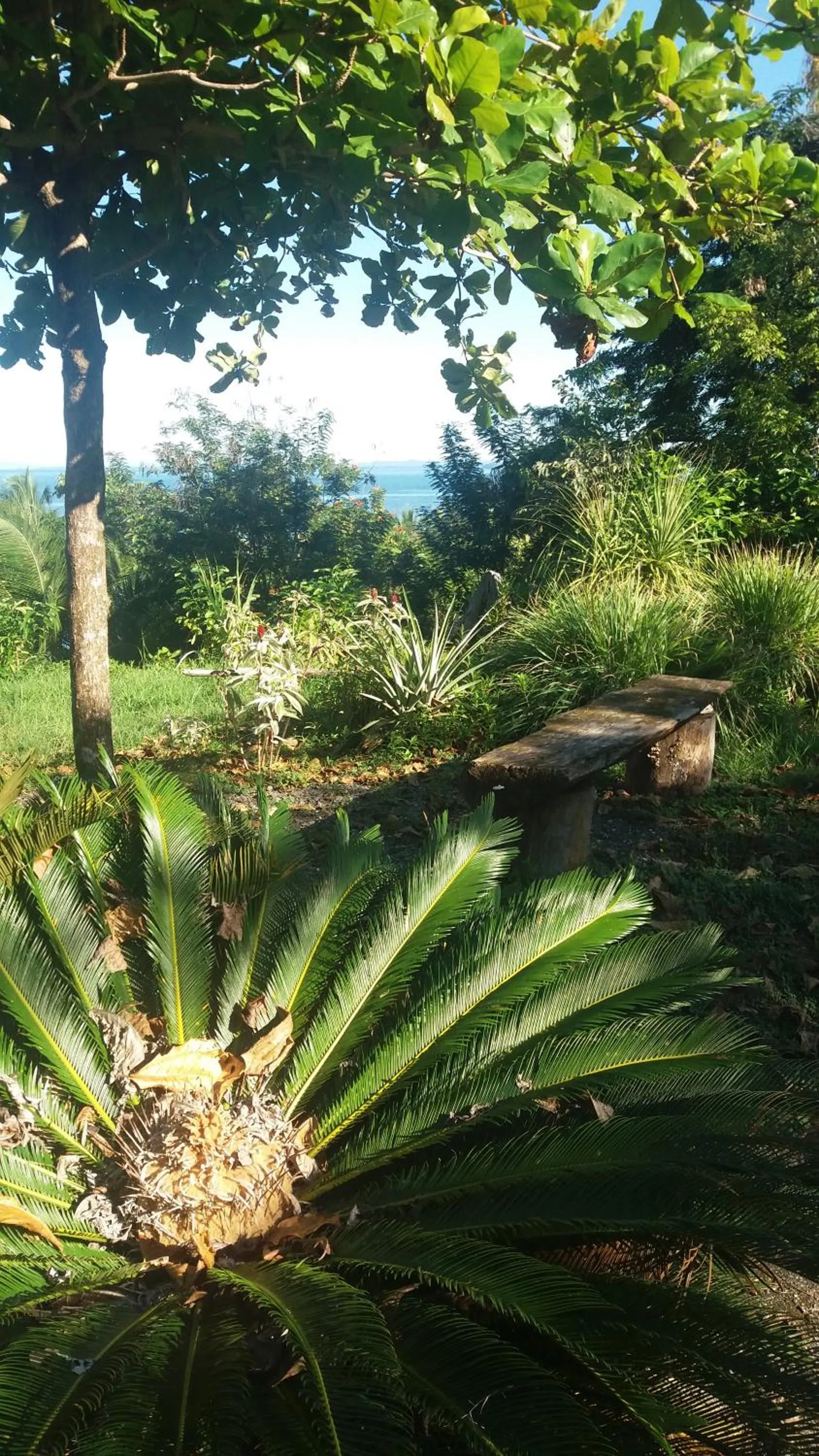 Garden in Punta Duarte Garden Inn