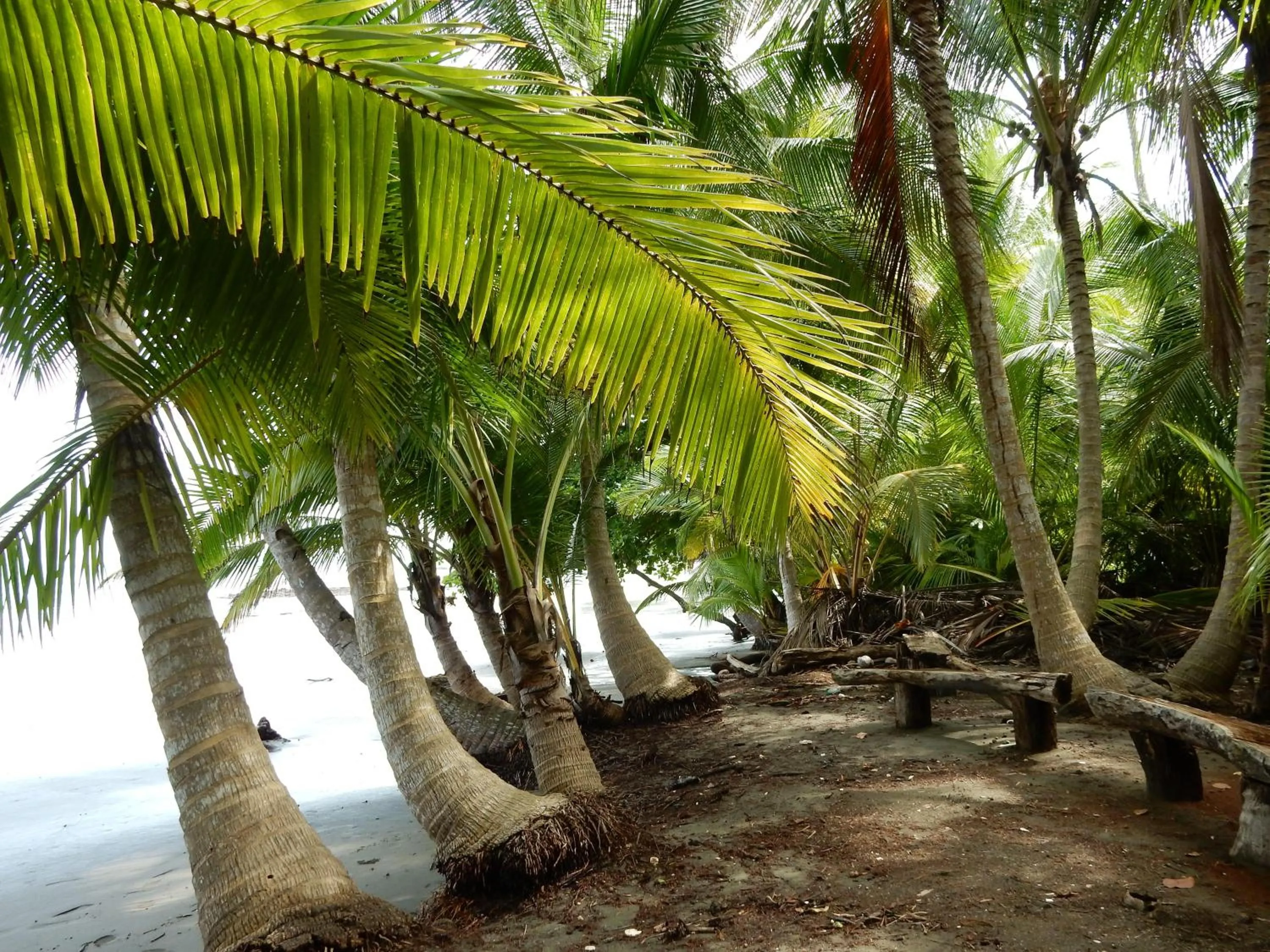 Beach in Punta Duarte Garden Inn