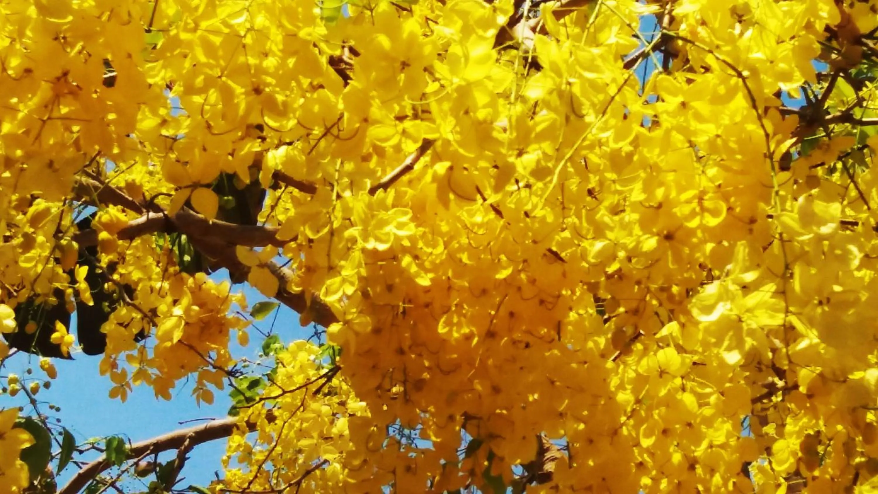 Garden in Punta Duarte Garden Inn