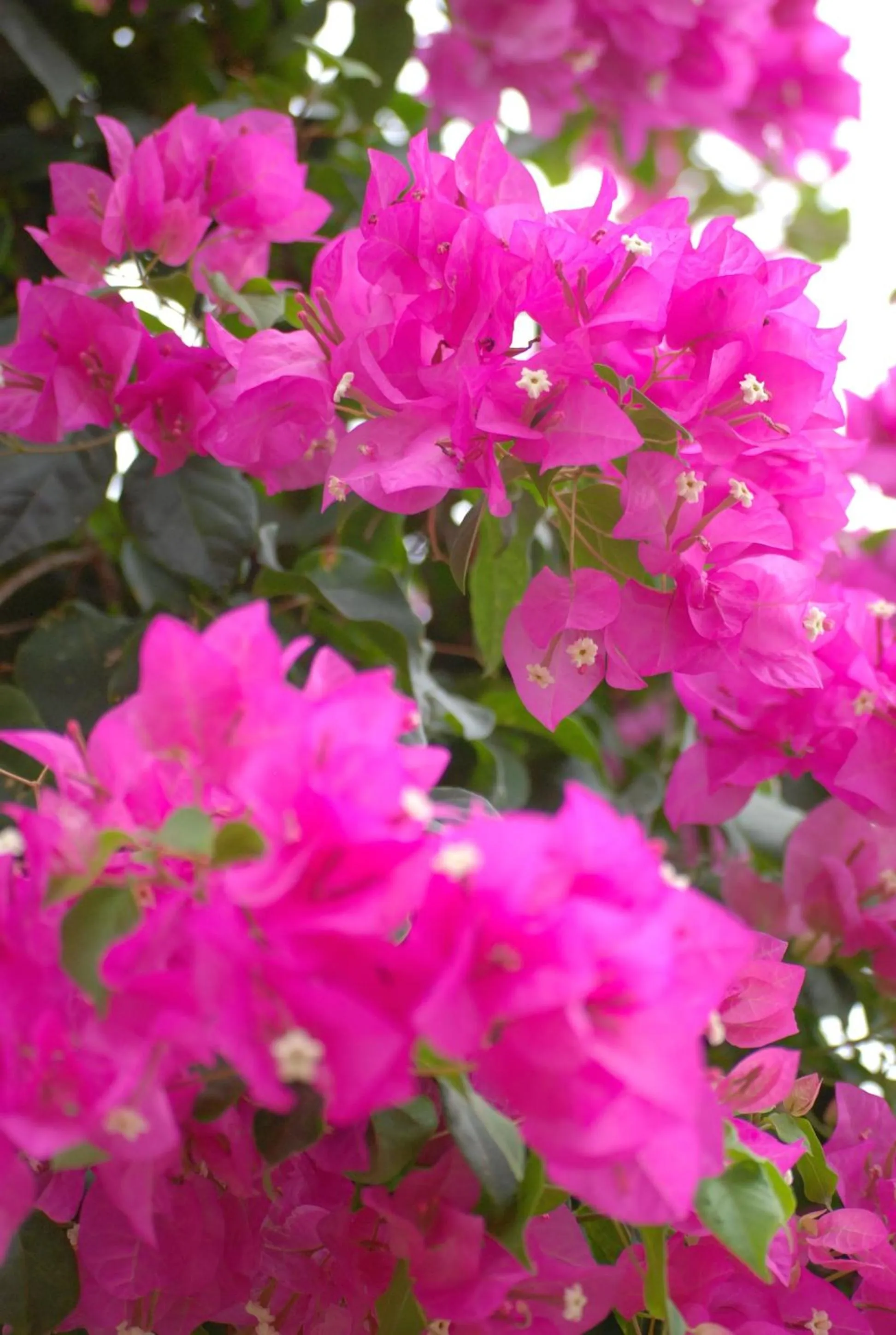 Activities in Hotel M&M Beach House