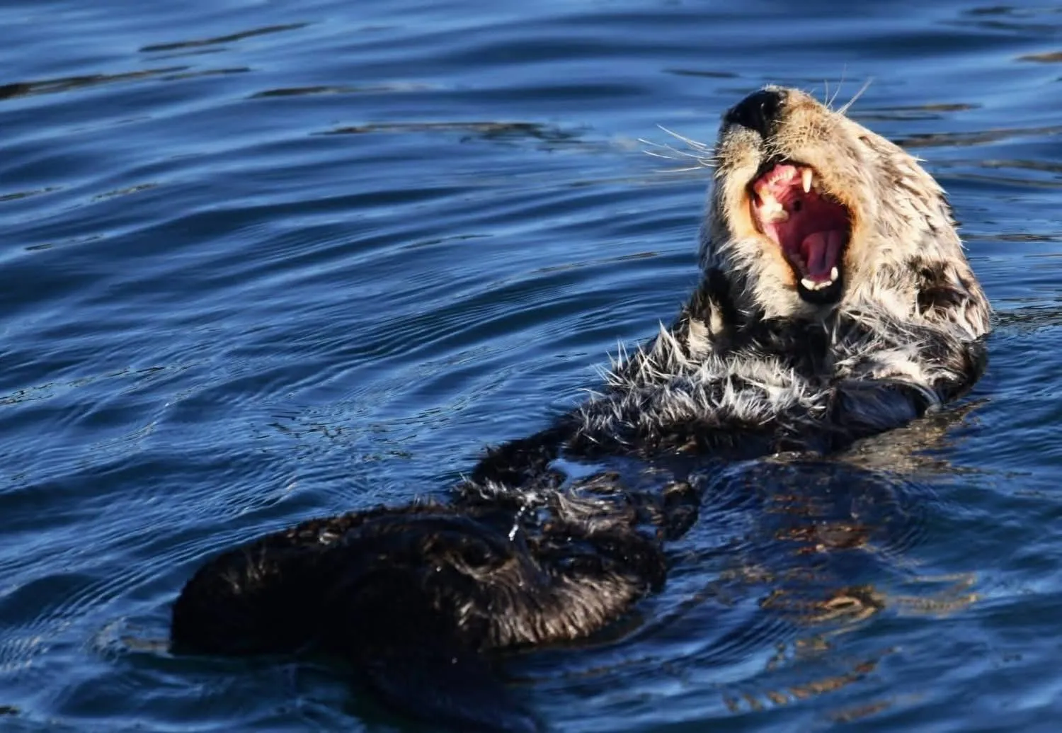 Windsurfing in Morro Bay Beach Inn