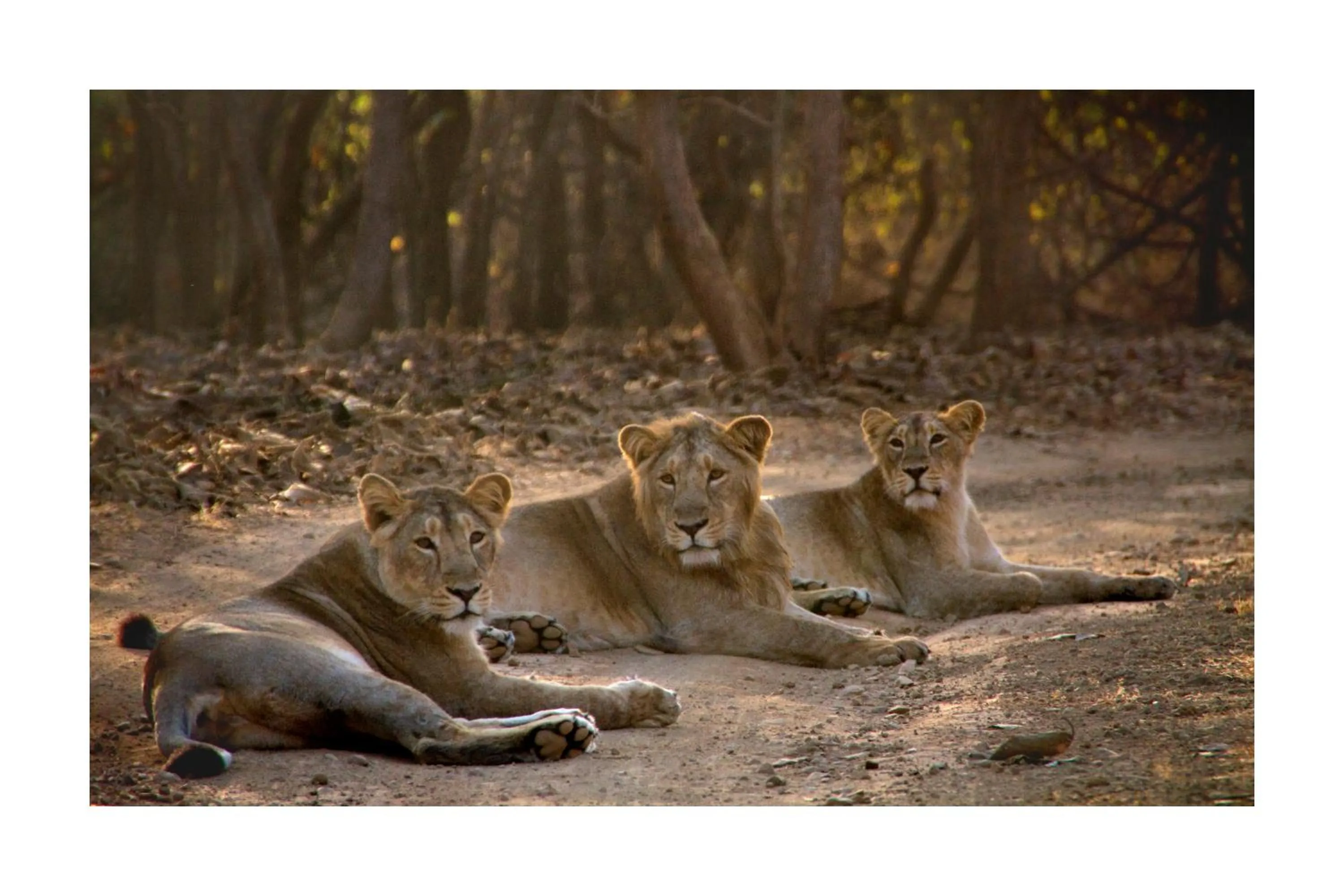 Area and facilities in Asiatic Lion Lodge