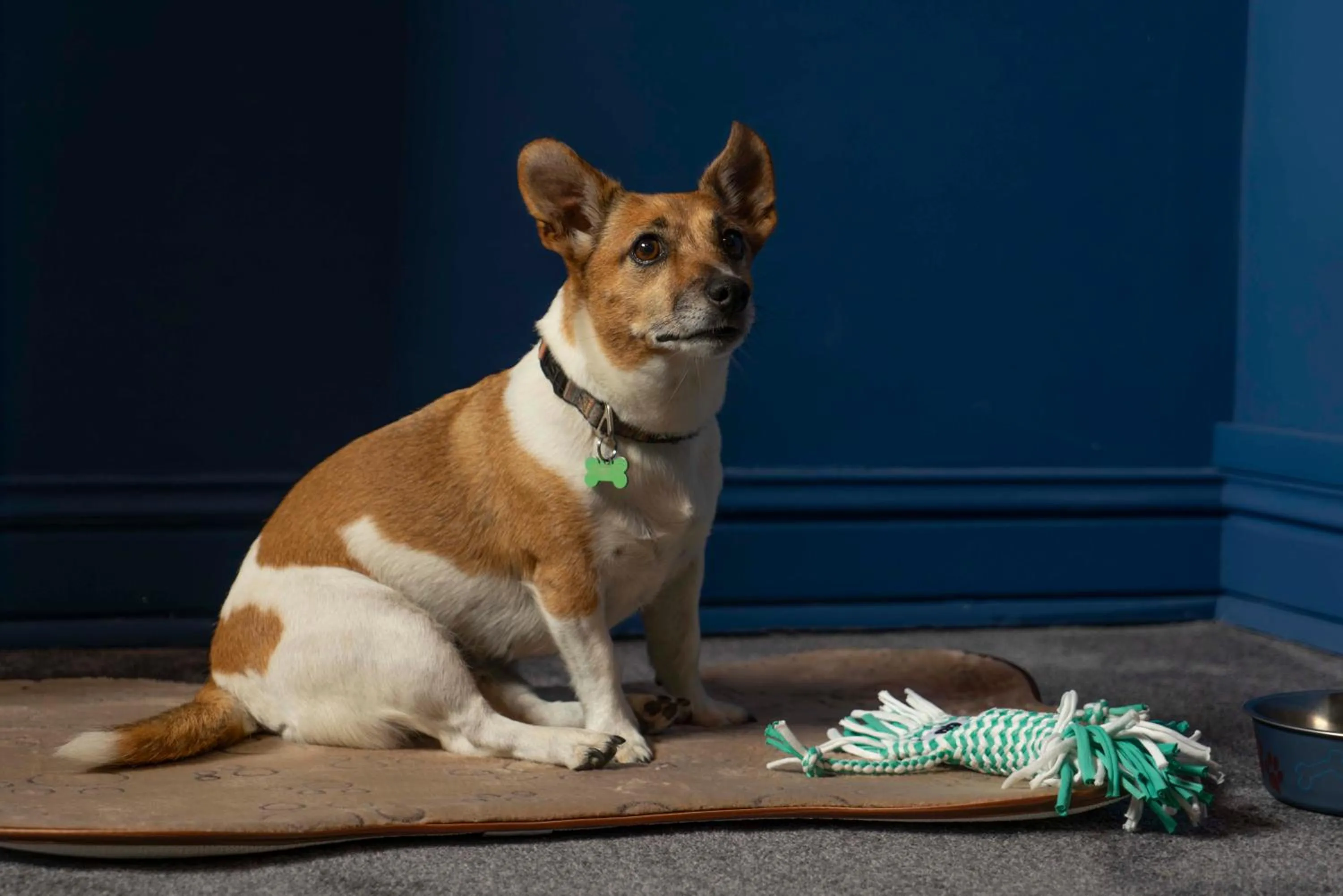 Pets in Maria Luisa by INTROVERT HOTELS