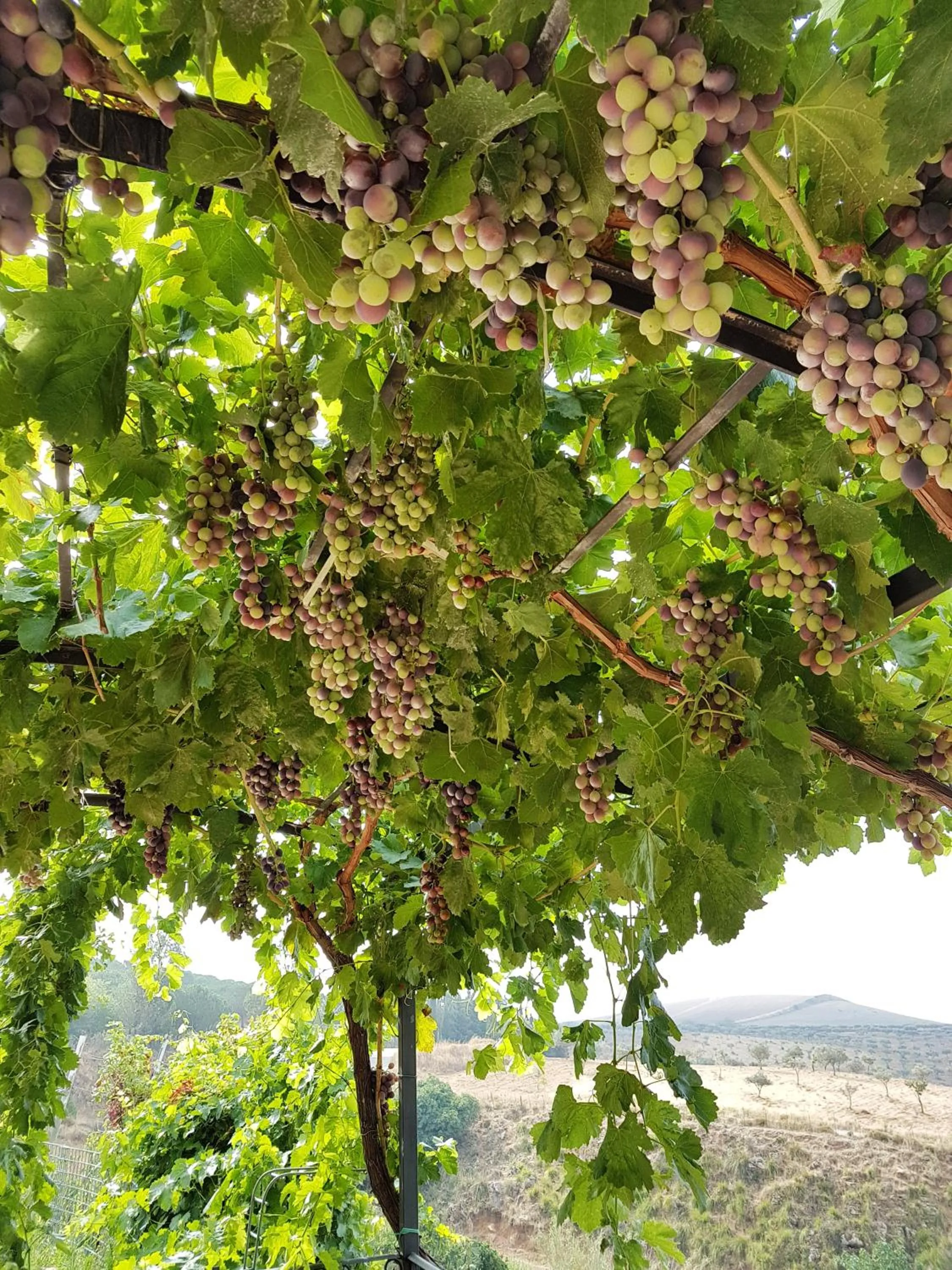 Agriturismo Il Drago