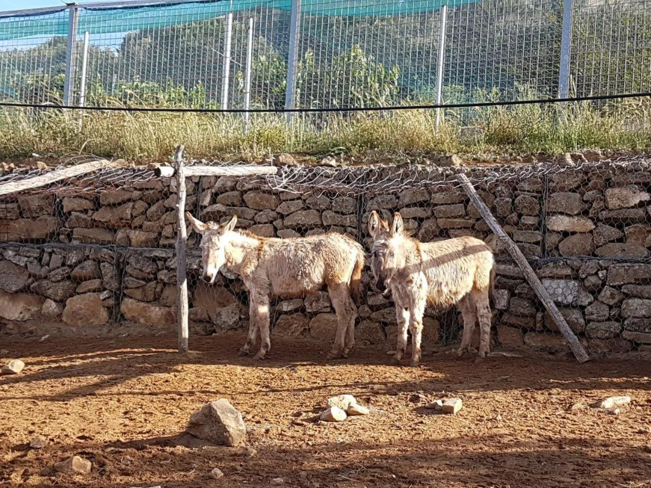 Animals in Agriturismo Il Drago