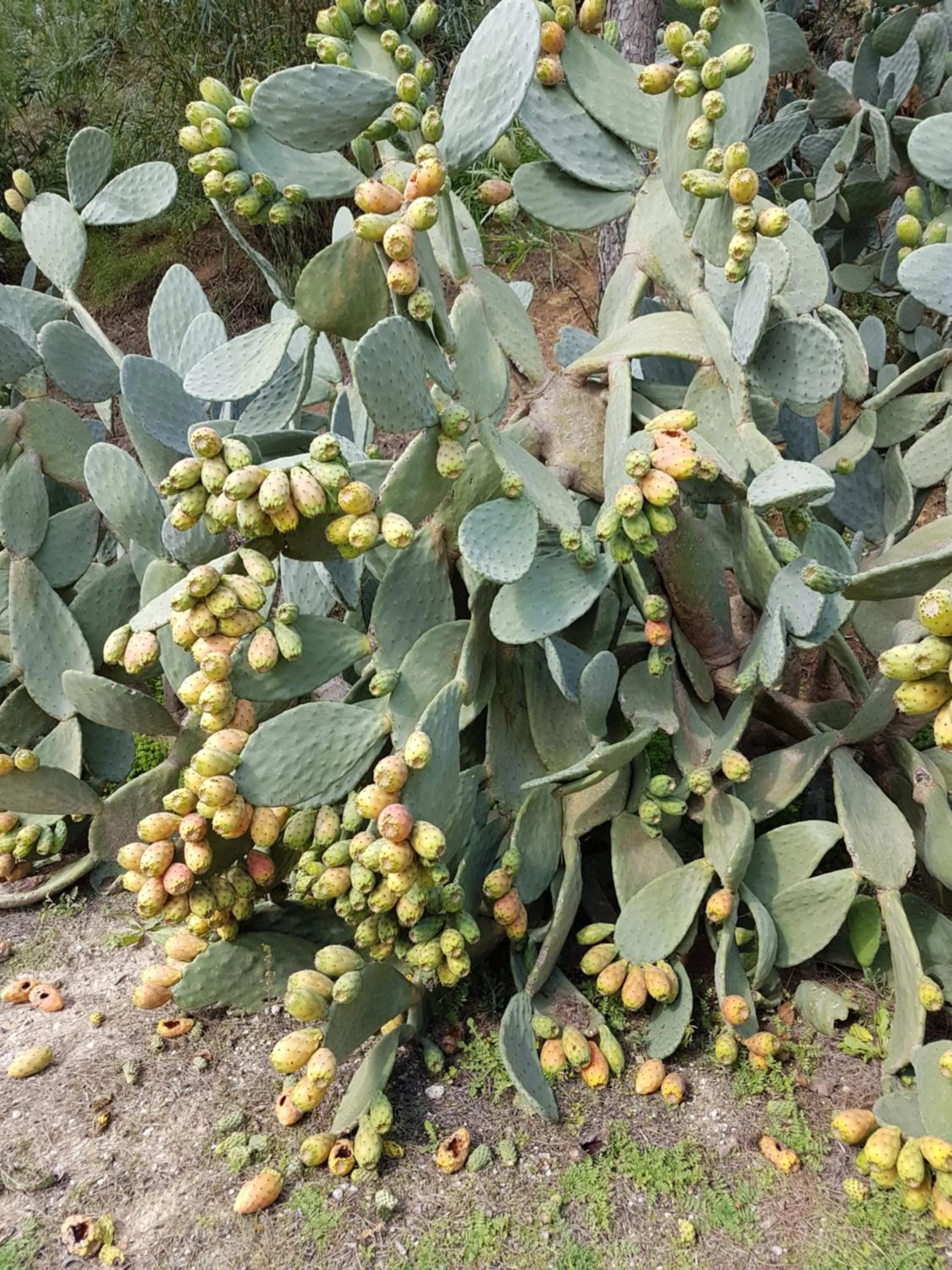 Food in Agriturismo Il Drago