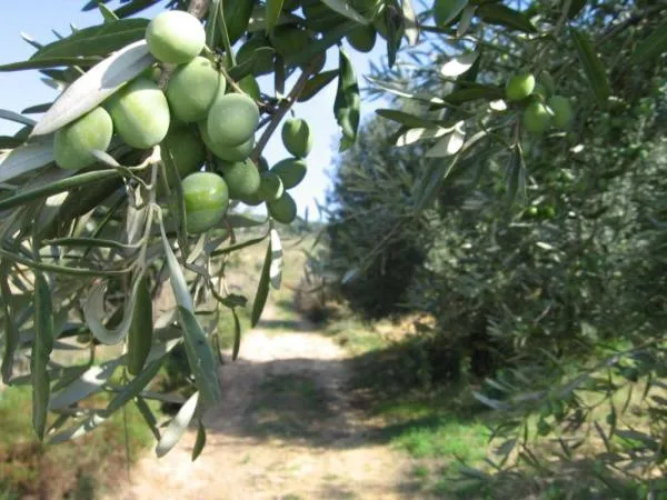 Agriturismo Il Drago