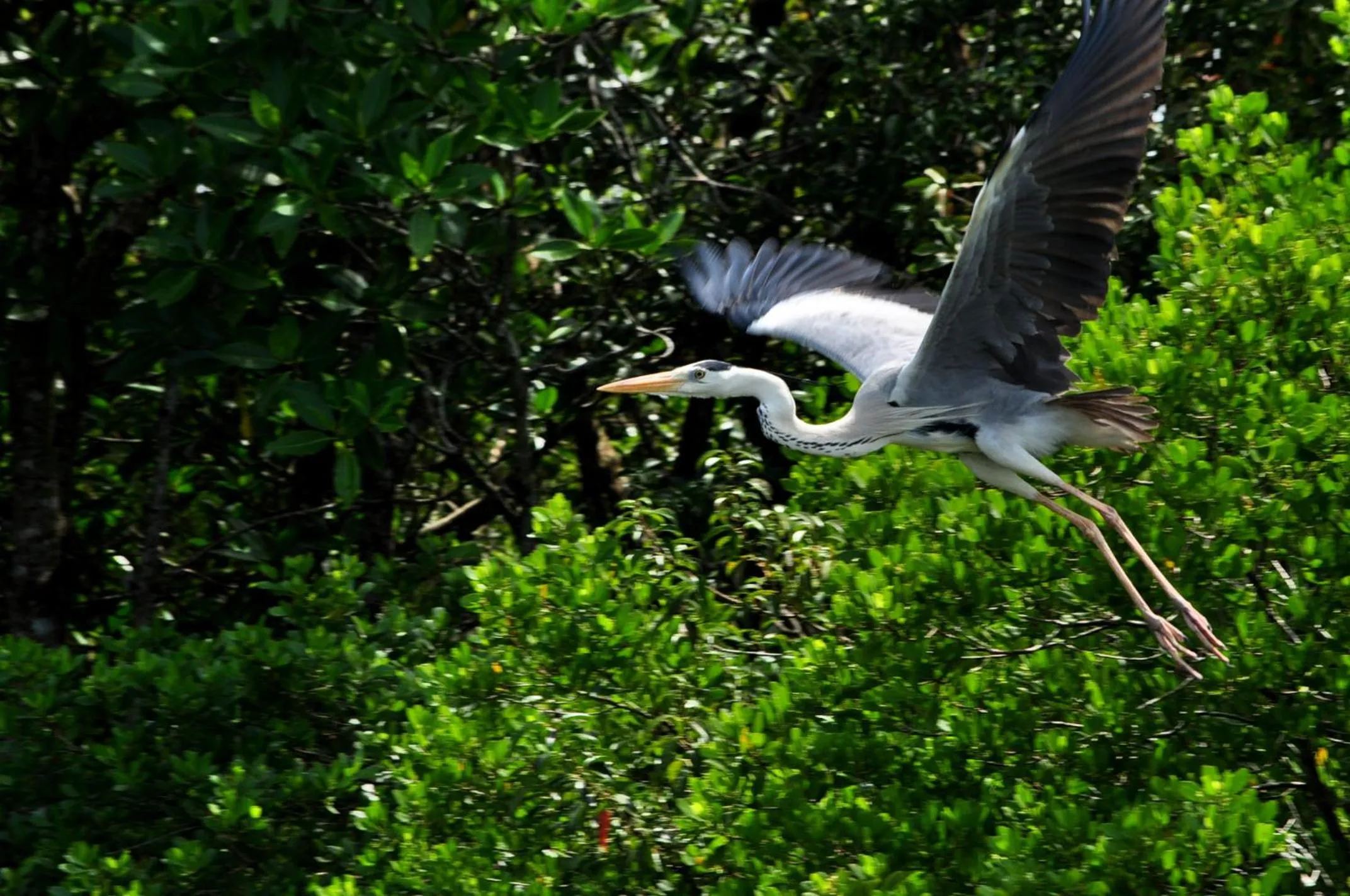 Animals in The Waves Beach Chalets