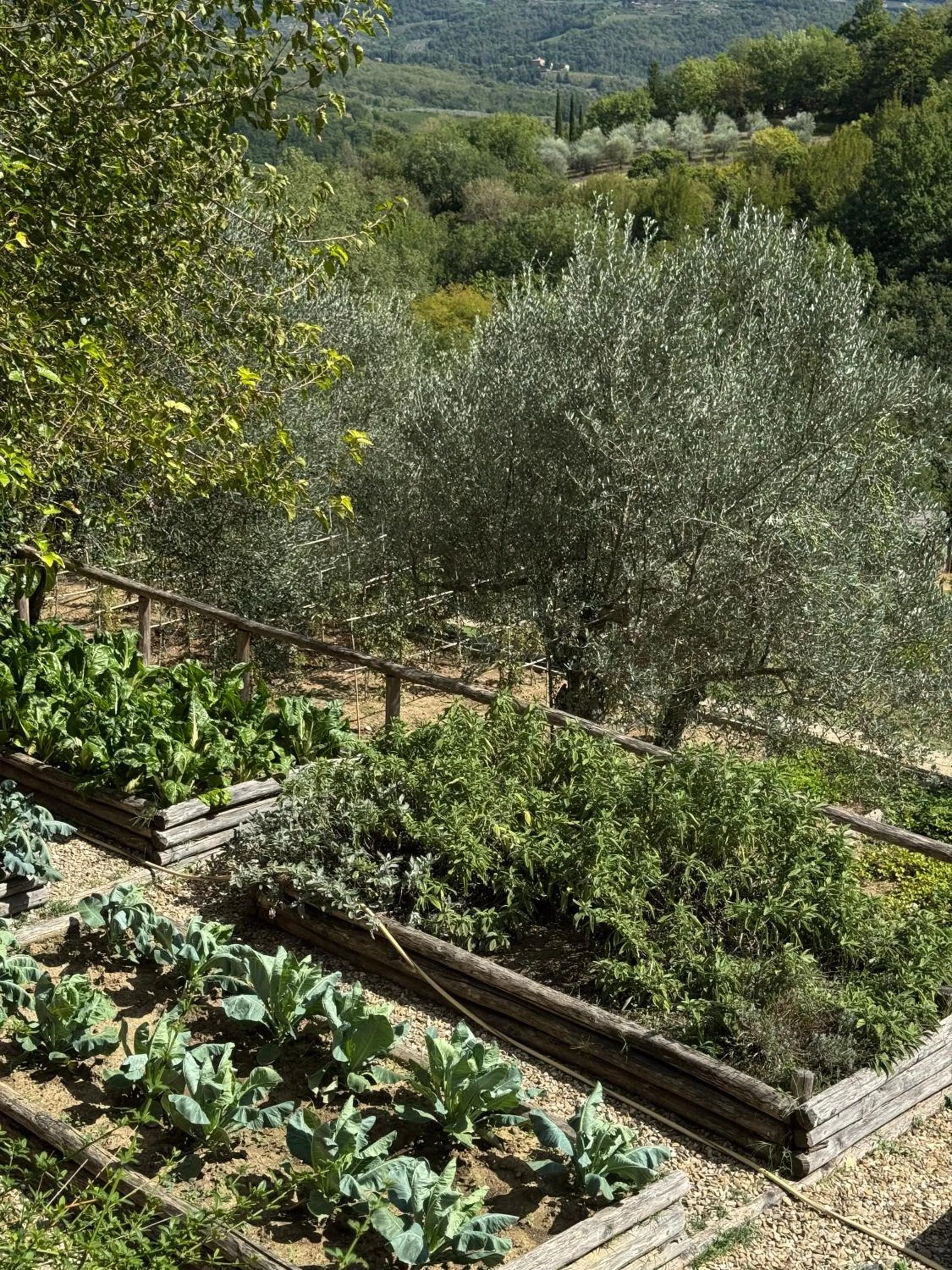 Garden in Terre di Baccio