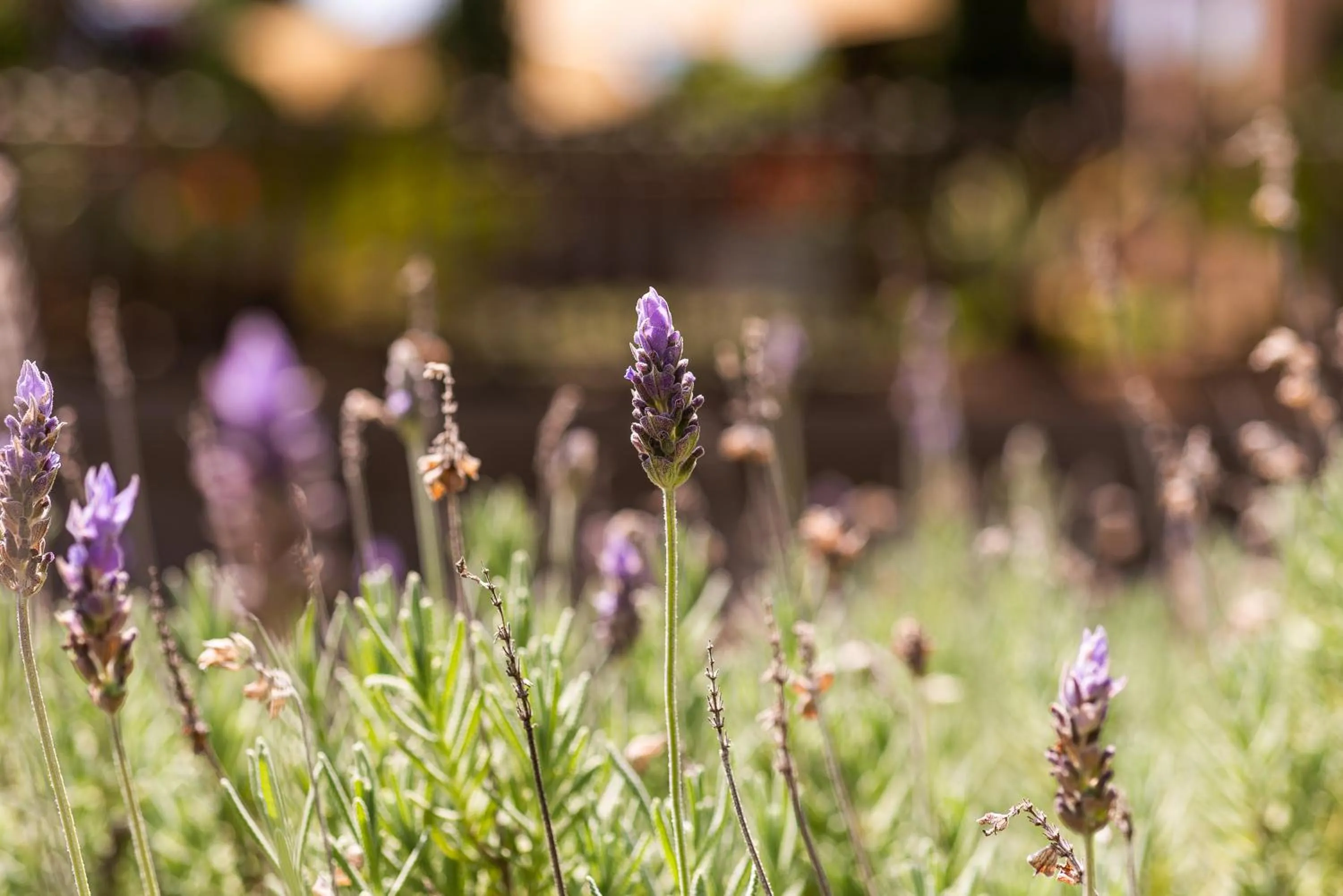 Garden in Hotel Monte Felice Bosque