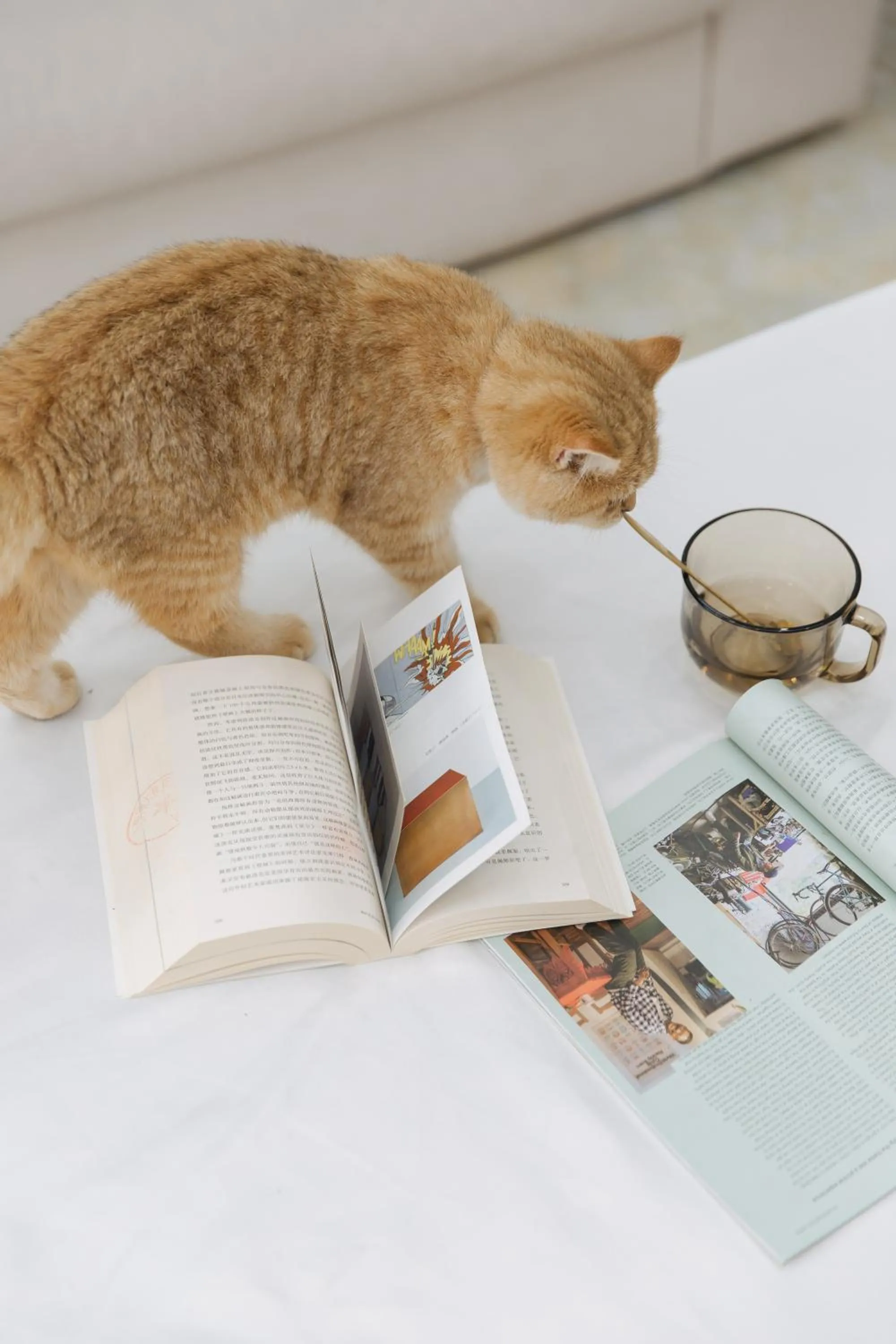 Animals in City Park Hotel