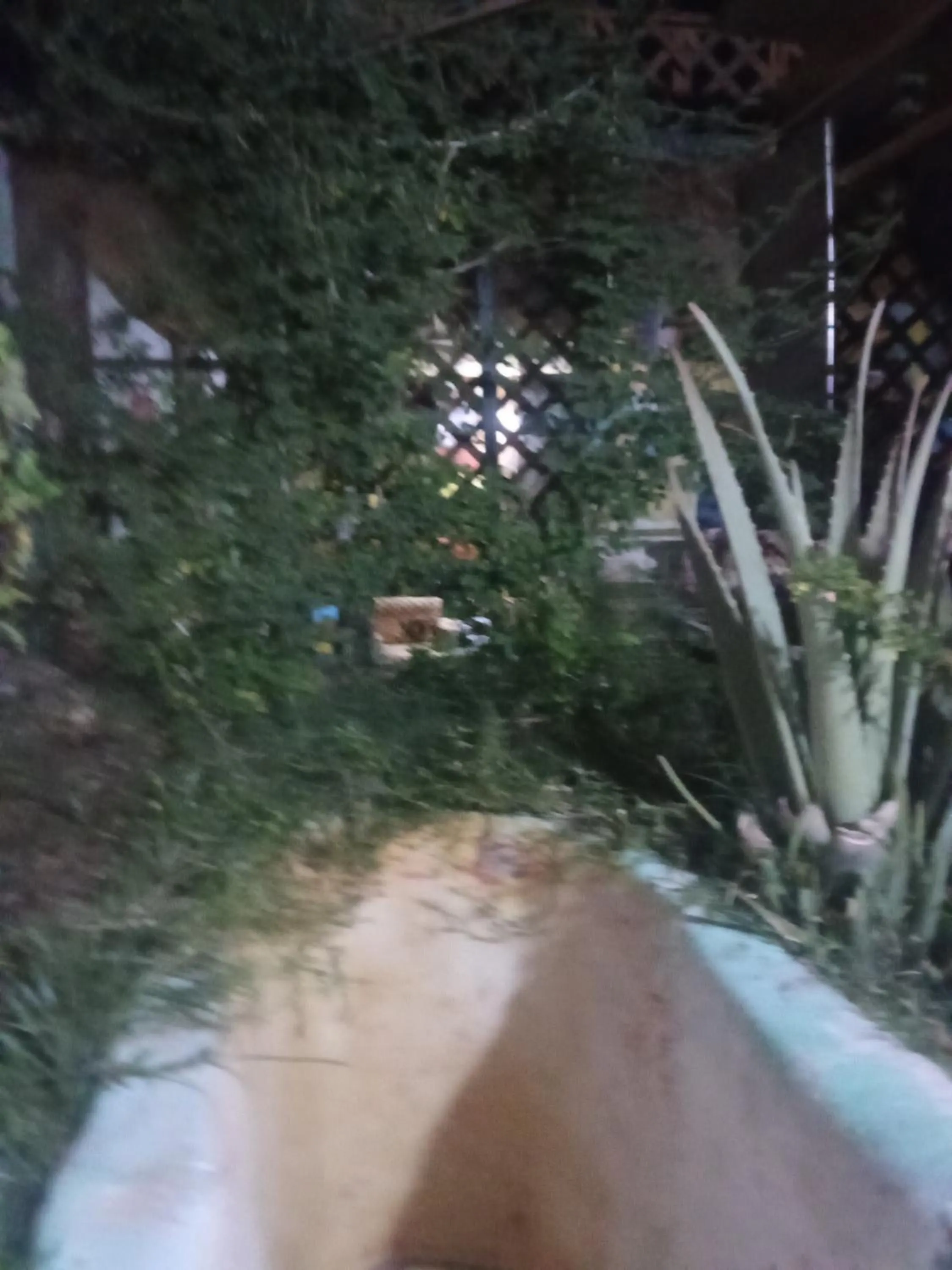 Garden in Bob Marley Peace hotel luxor