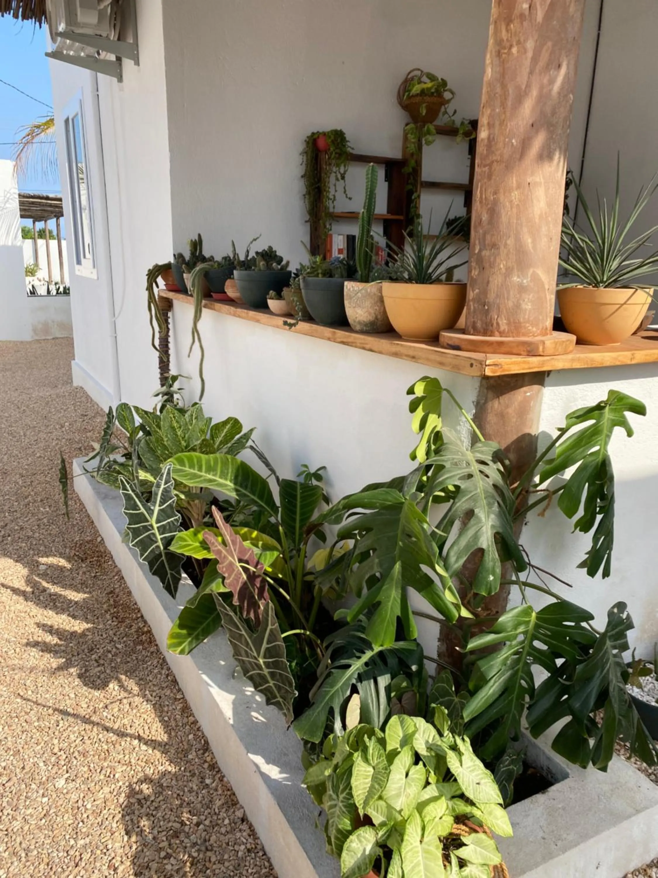 Garden in Cactus lodge Zanzibar